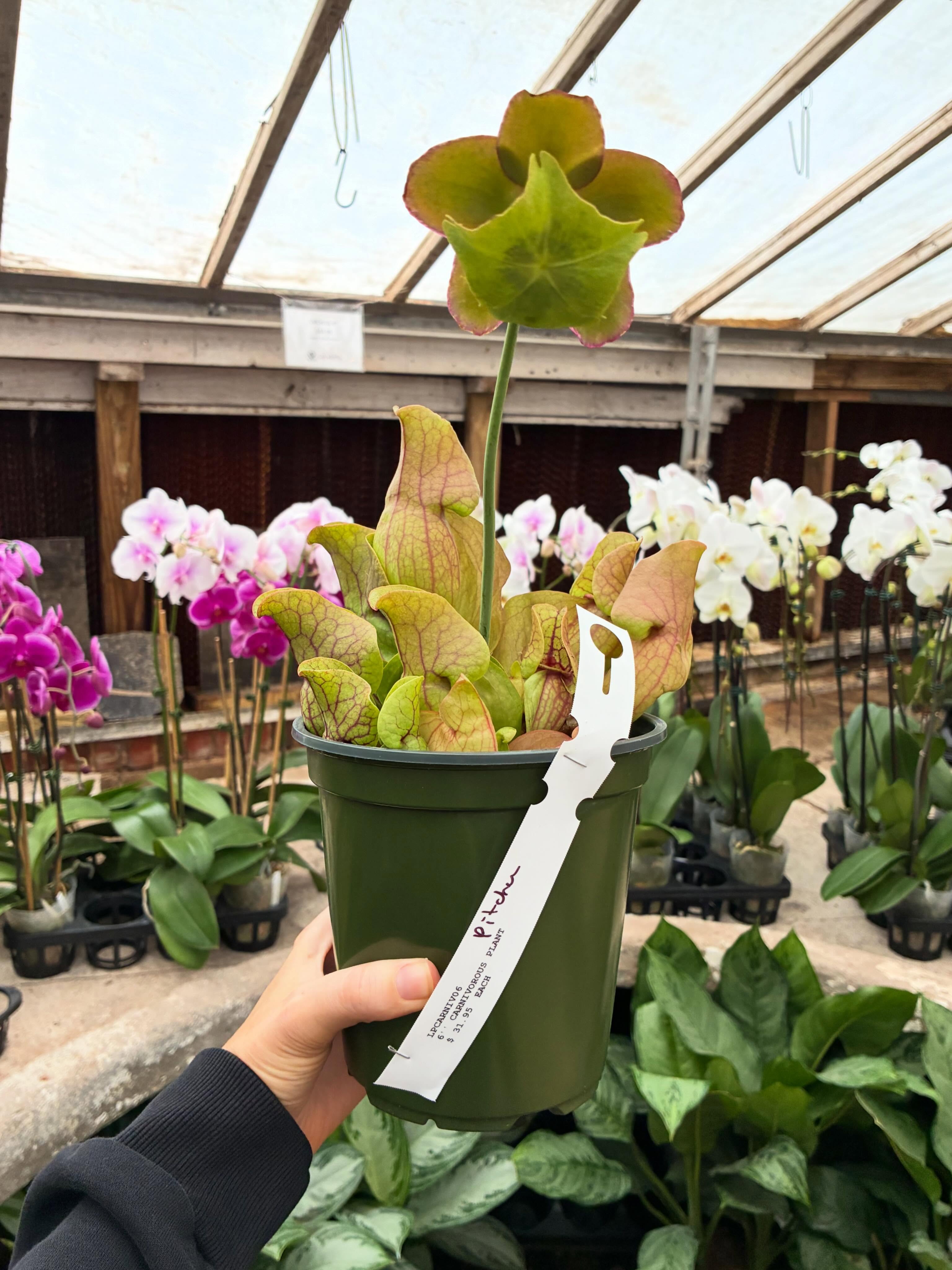 A little photo dump from life at Calvert’s lately 🌿✨
Plants growing, greenhouse mornings, fresh deliveries, team laughs, dirty hands, beautiful installs, and all the little moments in between that make this place so special 💚
There’s always something blooming around here — and we’re grateful you all get to be part of it with us. 🌱
#CalvertsPlantInteriors #PlantShop #GreenhouseLife #OKCPlants #PlantLovers