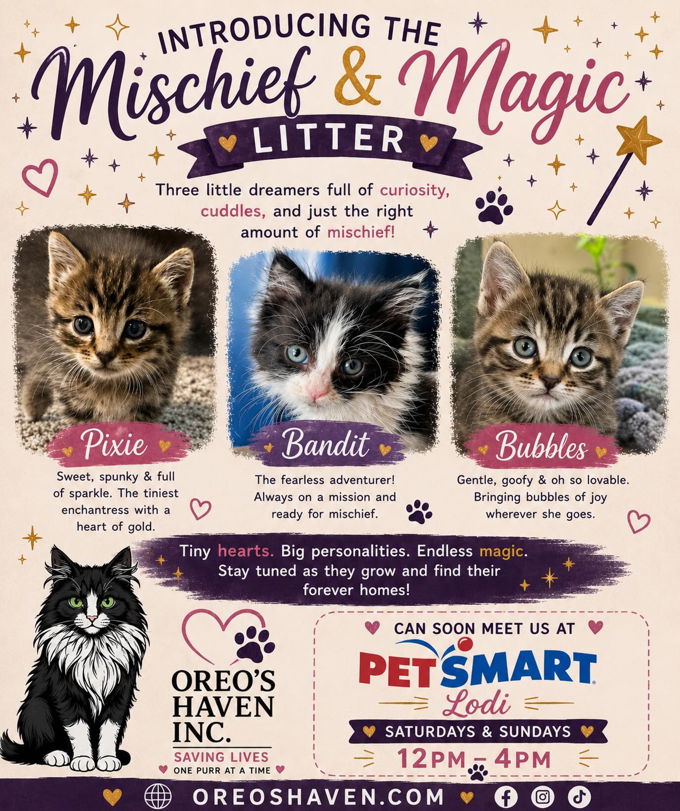 ✨ Meet the Mischief & Magic Litter ✨
Introducing Pixie, Bandit, and Bubbles — three tiny kittens full of wonder, cuddles, curiosity, and just the right amount of chaos 🐾💕
From playful zoomies to sleepy snuggles, these babies are already filling hearts with magic everywhere they go.
Stay tuned as they grow and begin searching for their forever homes through Oreo’s Haven Inc. 🖤
Saving lives one purr at a time.