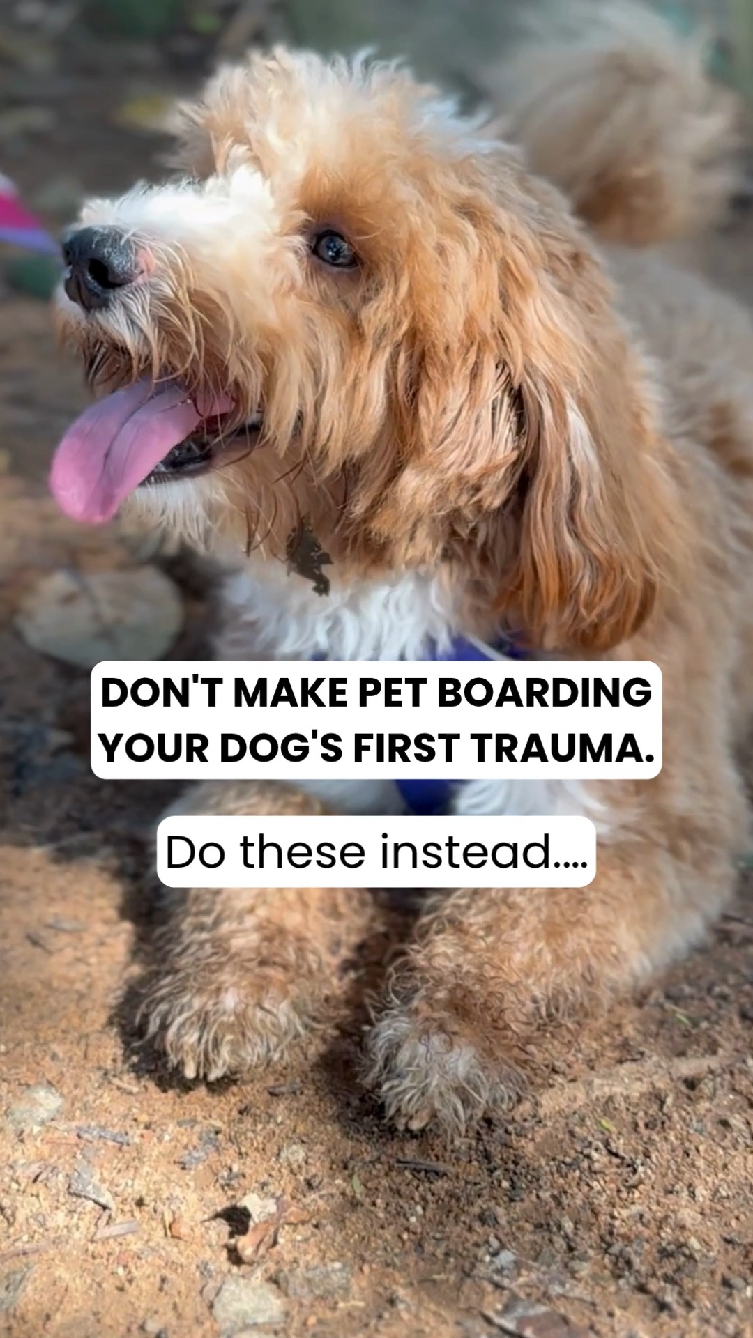 The biggest mistake pet parents make?
Dropping their dog into boarding with ZERO preparation and expecting them to “just adjust.” 😭
For many dogs, boarding stress isn’t about the place…
It’s about sudden separation, unfamiliar smells, and broken routines.
Here’s how to make boarding feel safer & smoother 👇
✅ Start with trial daycare sessions
✅ Begin with short stays before longer boarding
✅ Send familiar-smelling items like blankets or toys
✅ Keep drop-offs calm & confident
✅ Avoid long emotional goodbyes (yes, they feel YOUR anxiety too 👀)
💡 Dogs settle faster when boarding is introduced gradually instead of suddenly.
A good boarding experience should build confidence, not fear 🐾💛
And remember:
The goal isn’t just “surviving boarding.”
It’s helping your dog feel safe, comfortable, and emotionally secure while you’re away ✨
📌 Save this before your next trip
📤 Share this with a pet parent stressing about boarding for the first time
#cessnapetretreat #cessnalifeline #petboarding #dogboarding #petcareindia #dogsofindia #responsiblepetparent #petwellness #dogcareindia #petparentsindia
