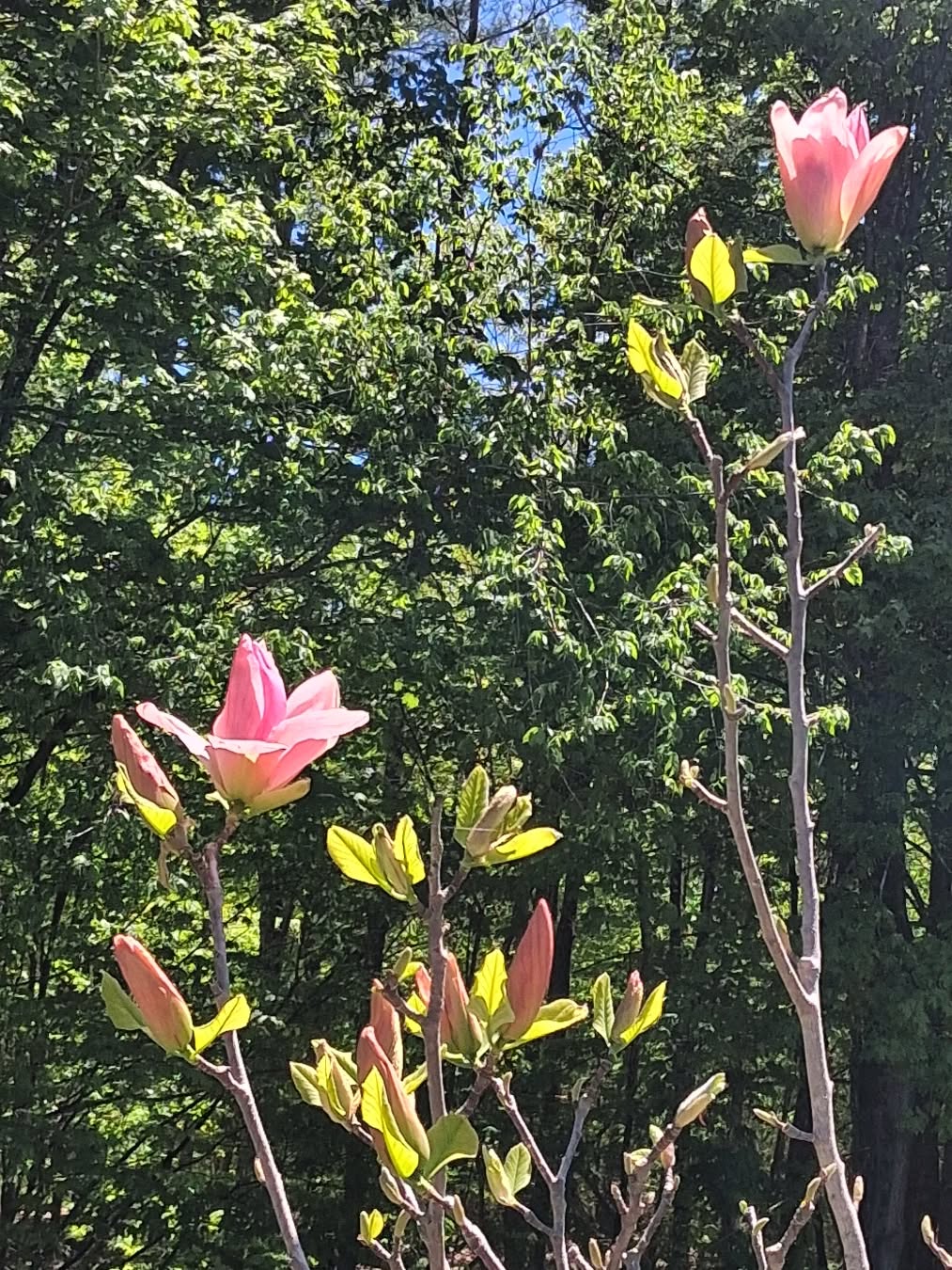 🩷💛💚Daybreak Magnolia💚💛🩷
Just when our Elizabeth & Yellow Lantern Magnolias are dropping their petals, these two late-blooming Daybreak Magnolia trees we planted last summer are just waking up! They are somewhat stunted from being in their ball&burlap for years at the nursery, but in a few years in the ground, they should really start to thrive. I can't wait until we have a huge canopy filled with countless peachy rose blooms!!!🥰
#daybreak #magnolia #maine #floweringtrees #gardening