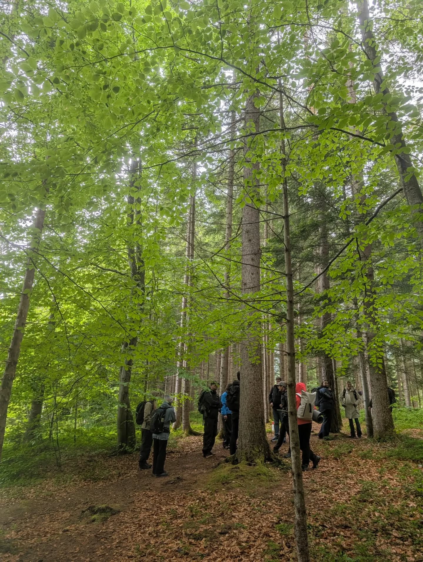 Liebe Baum-und Waldfreunde, bei feuchtem Wetter ist die Konzentration der heilsamen Pflanzenbotenstoffe (Terpene) besonders hoch, wenn nicht sogar am höchsten.
Auch wenn das Wetter gestern anders war als geplant, hat uns das nicht davon abgehalten, gemeinsam einen wunderbaren Waldbadentag im Rahmen der betrieblichen Gesundheitsvorsorge zu erleben.
Denn gerade in der Natur zeigt sich: Nicht alles ist vorhersehbar und genau darin liegt oft das Besondere.
Mit viel Interesse und Begeisterung haben die TeilnehmerInnen ihren eigenen Franzbranntwein hergestellt und mit großem Durchhaltevermögen an den angeleiteten Übungen teilgenommen.
Herzlichen Dank an alle fürs mitmachen, eure Offenheit und die schöne gemeinsame Zeit im Wald! 💚💚💚
#diebaumfachfrau#waldbaden#waldzeit#gesundheit