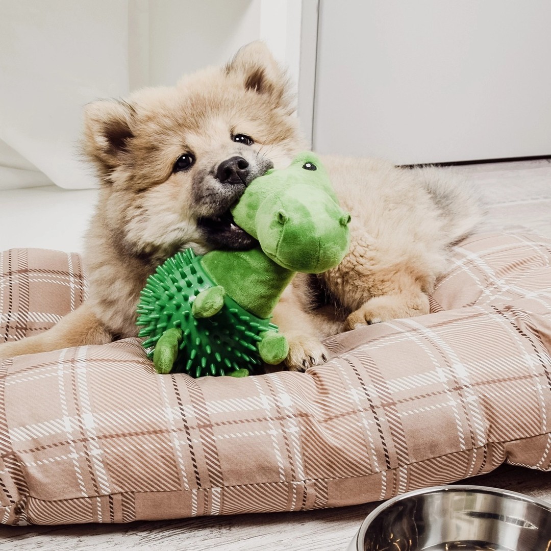 Offrez à votre compagnon un jouet 2-en-1 : doudou câlin + picots pour l’hygiène dentaire 🦖💚
Lavable en machine, sûr pour les chiots, environ 24 cm.
Prix 11,80€ à découvrir sur la boutique Pattounes
#chien #jouetchien #chiot #petlovers #soindentaire #peluchechien #pattounes