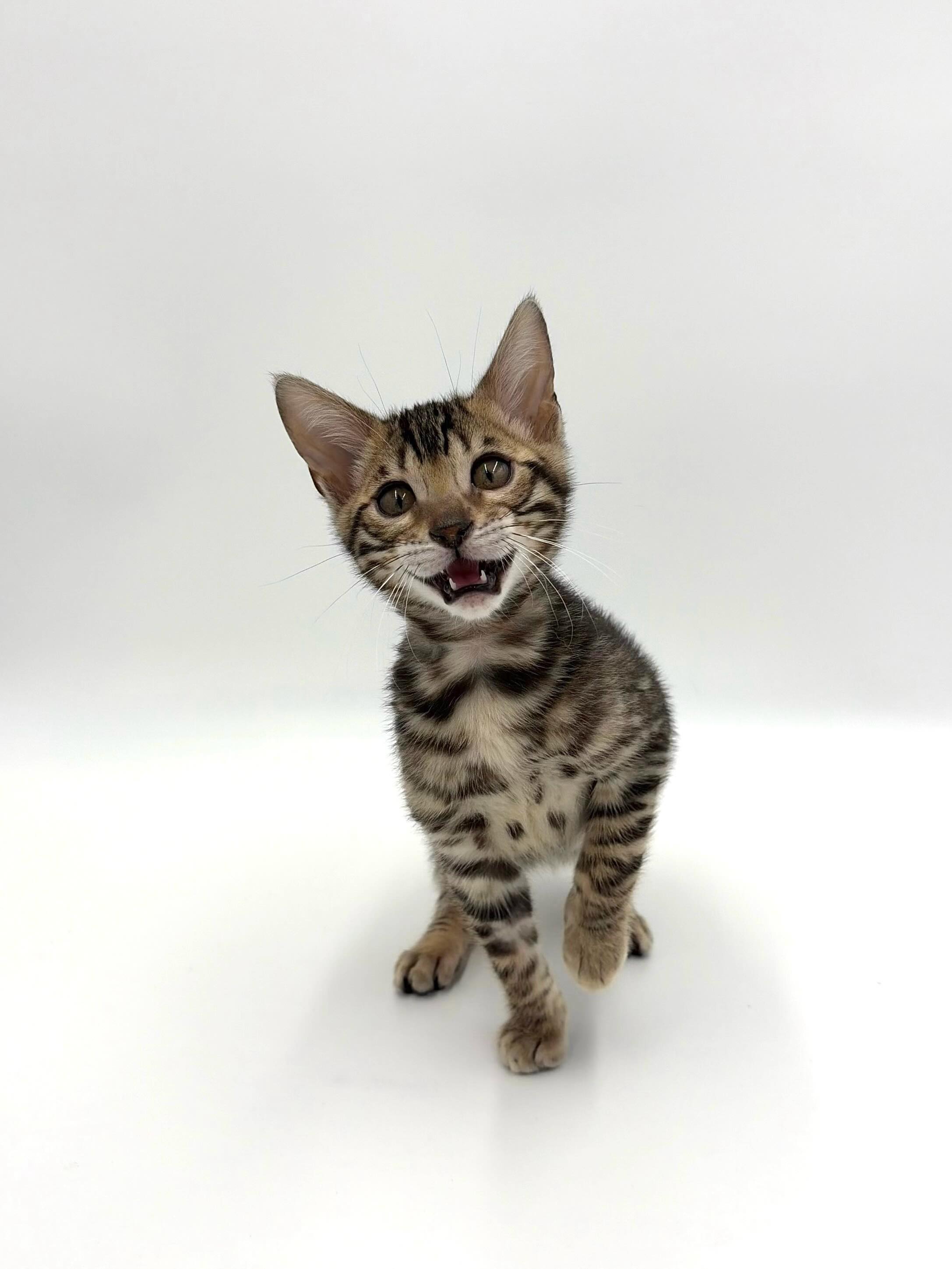 Brown Spotted Male 🤎
TICA registered ✔️
Vaccinated ✔️
Dewormed ✔️
Microchipped ✔️
Neutered ✔️
Ready now ✨
Ontario, Canada📍
Message for details 📩
•
•
•
#bengal #bengalcat #bengalkitten #bengalbreeder #tica