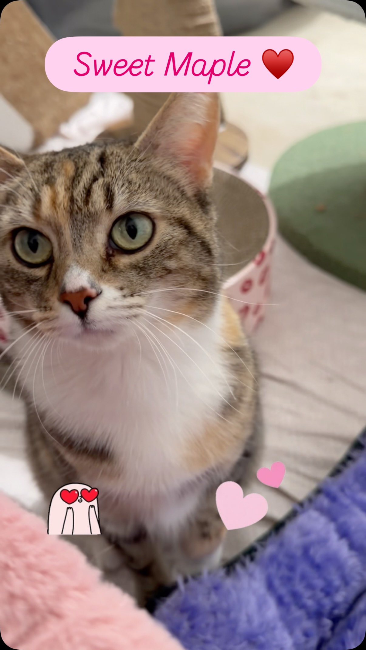 Maple is a simple girl - all she wants is a forever home, warm snuggles, and someone to love with her whole heart ♥️
Send us an app to schedule a meet and greet at https://www.animals-in-distress.org/adoptions or email us with any questions: animalsindistressnj@gmail.com 💌 #animalsindistressnj #adoptablecats #cats #mercercountynj #adoptme