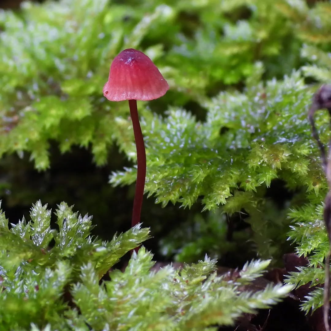 Fungi! Little bundles of colour popping up across the forest floor.