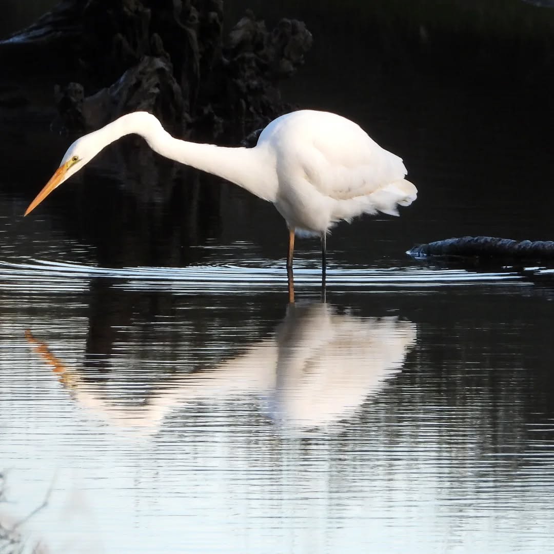 Kotuku on the hunt....