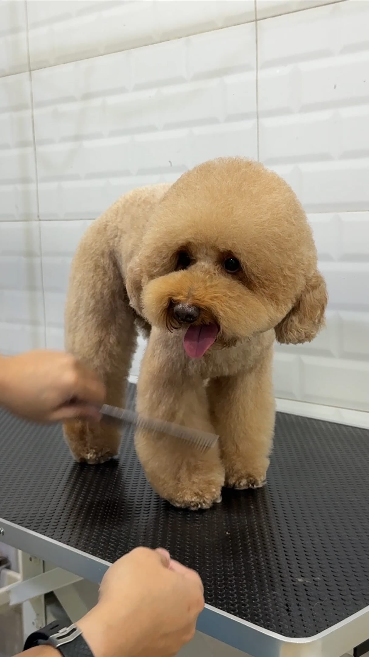 This is why editing editing is important! What a better way to feature our after grooming photos 😅 #petgrooming #wagginized #tailwaggin