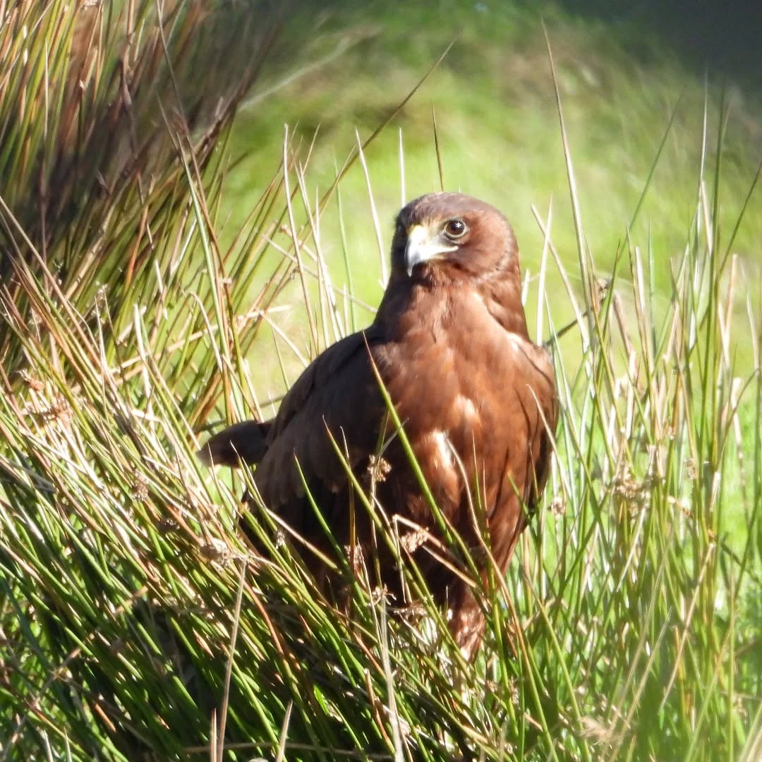 A handsome hawk