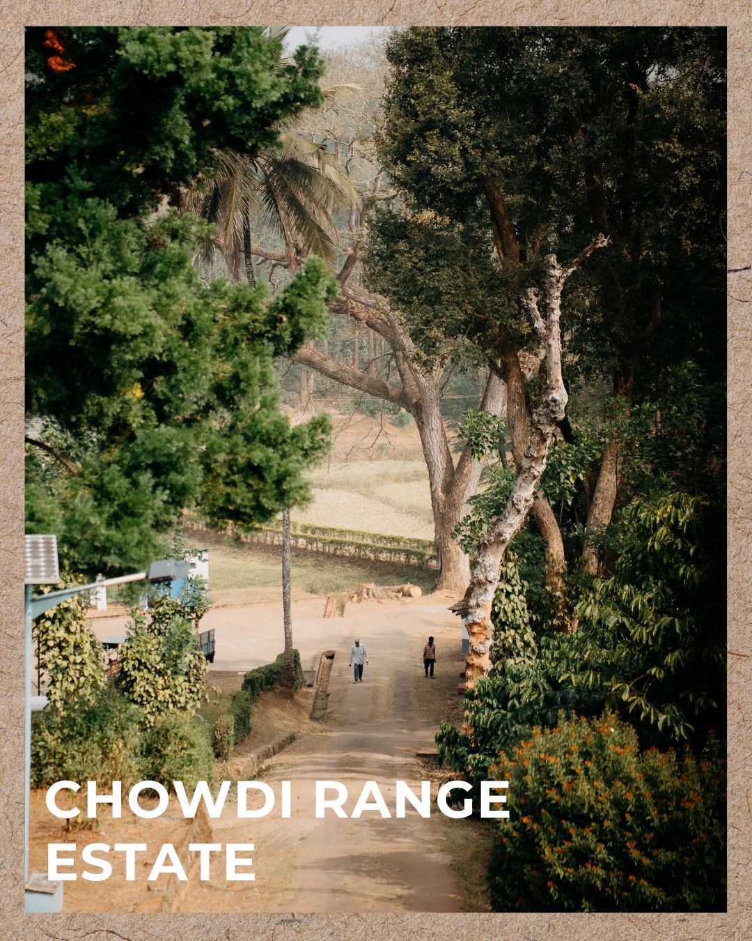 Chowdi Range Estate
A 117 year old family property, Chowdi Range holds the family’s history with memories etched in every corner. The abundance of fruit trees and flowers make it a living bouquet year round.
One can expect the coffee to be well rounded and enlivening. Grown at an altitude of 950 mt. , the beans reveal what one cannot see physically i.e the cradle that it comes from - one of love, intention and ecological harmony.
This biodiverse estate is managed by Mr Mandepanda C Muthanna and his son Santosh Somanna.
Stay tuned for the estate story & tasting notes !
Specialty coffee / Coorg coffee/ 4th generation plantation/ single origin / agastya coffee / specialty coffee cafe