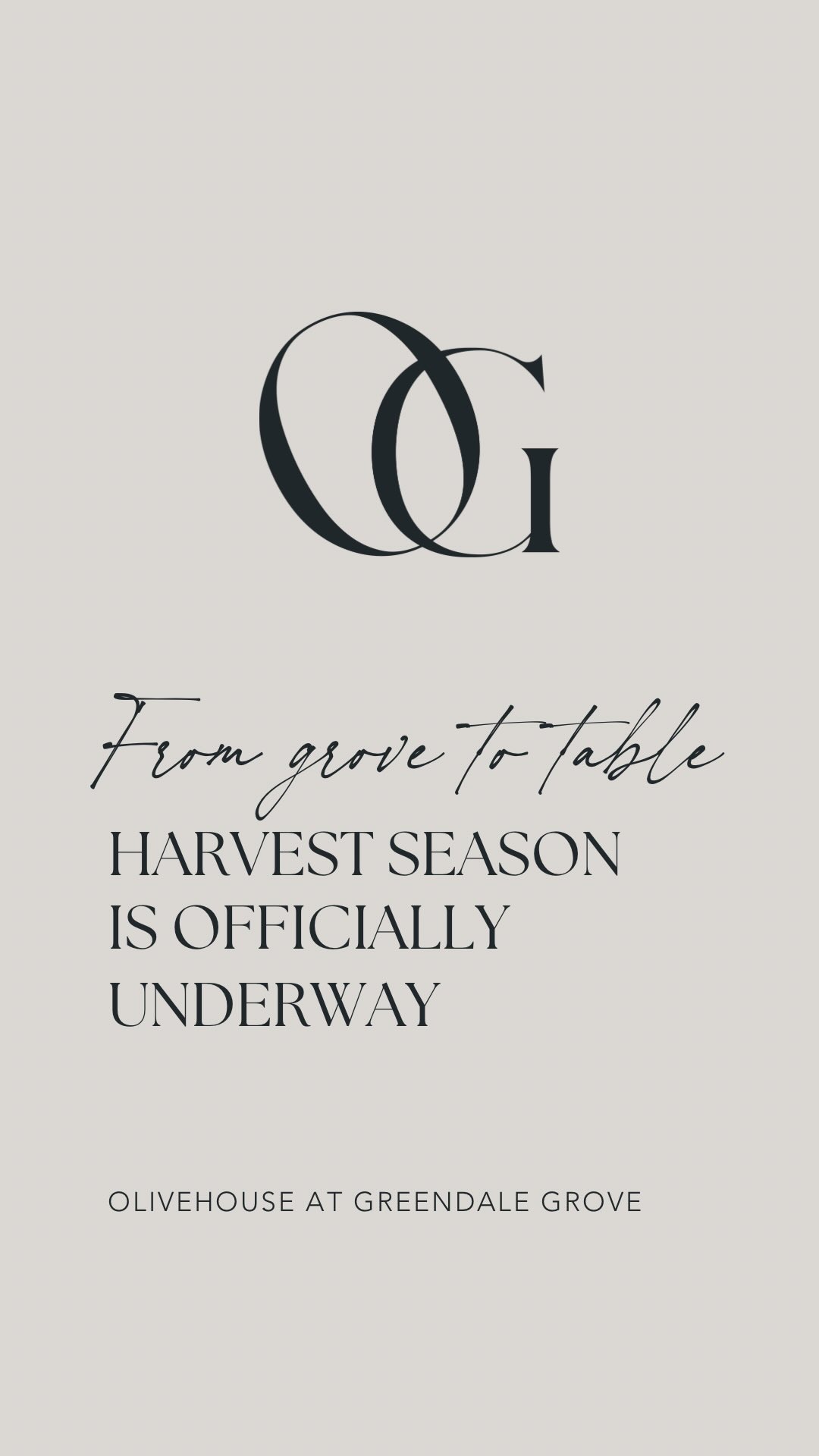 Olive harvest is officially in full swing at Olivehouse at Greendale Grove 🌿
We have been hard at work in the grove, harvesting this season’s olives with care and passion. There’s something special about this time of year as we prepare for another beautiful batch of fresh extra virgin olive oil.
New season oil will be ready soon… and trust us, it’s worth the wait ✨
#OliveHarvest
#NewSeasonOliveOil
#FarmFreshProduce
#GreendaleGrove
#Olivehouse