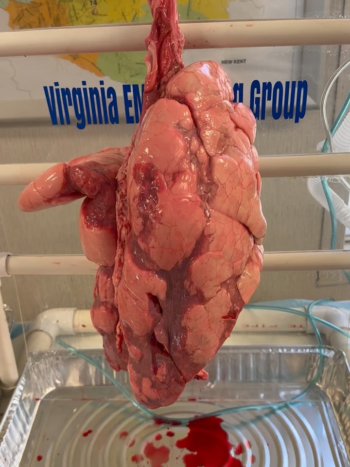 This is just a quick demonstration we provide in our @naemtfriends National Association of Emergency Medical Technicians TECC - Integrated Tactics Course, we show how a chest injury can happen, turn into a tension pneumothorax and require a chest decompression. @ramp_med #vaemstg #trauma #tactical #medicine #teaching