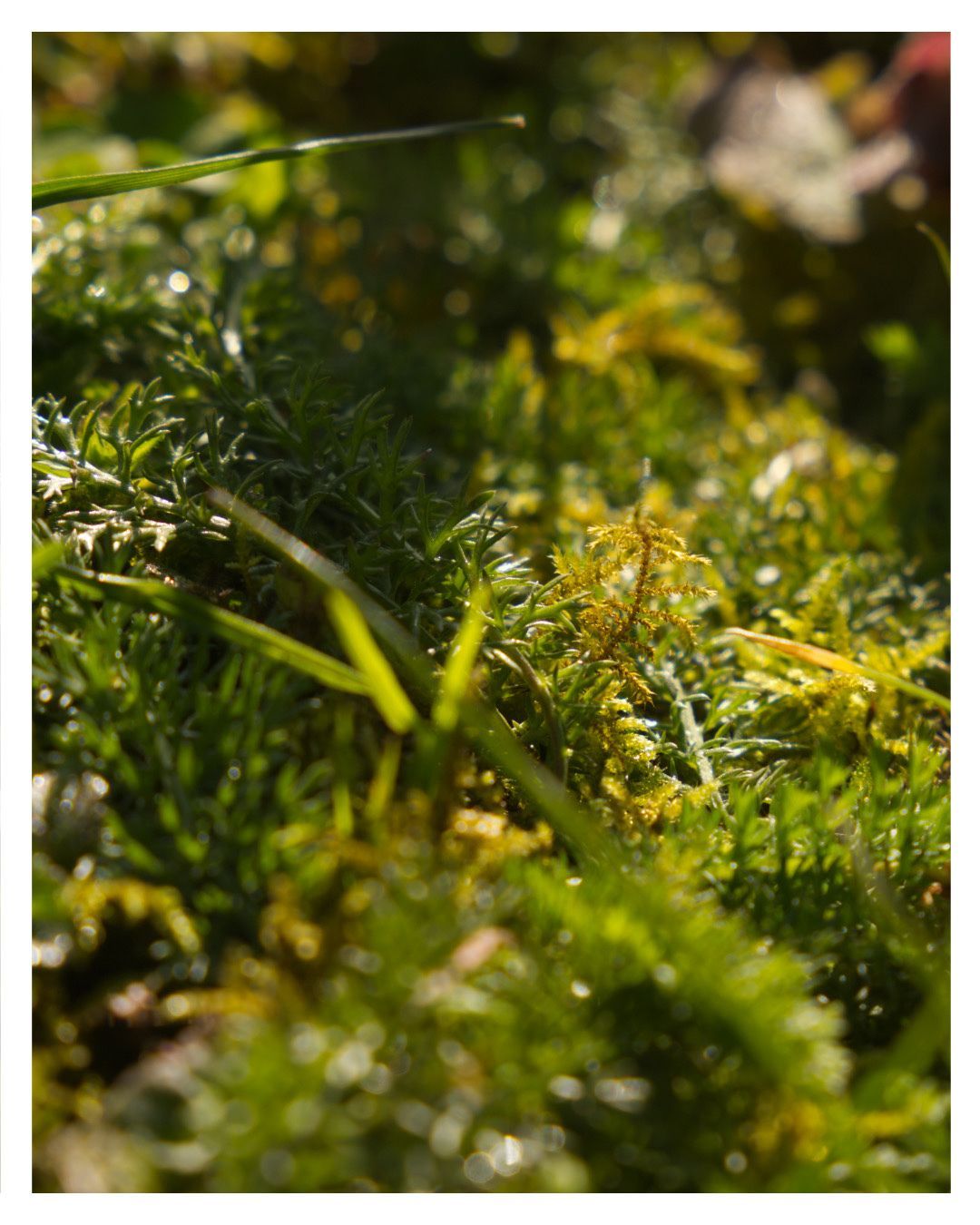 I like how the smaller plants can seem like their own little world 💚✨
Camera: Canon 6D mII
Location: River Wensum, Norwich
#naturephotography #norwich #macrophotography #norfolkwildlife