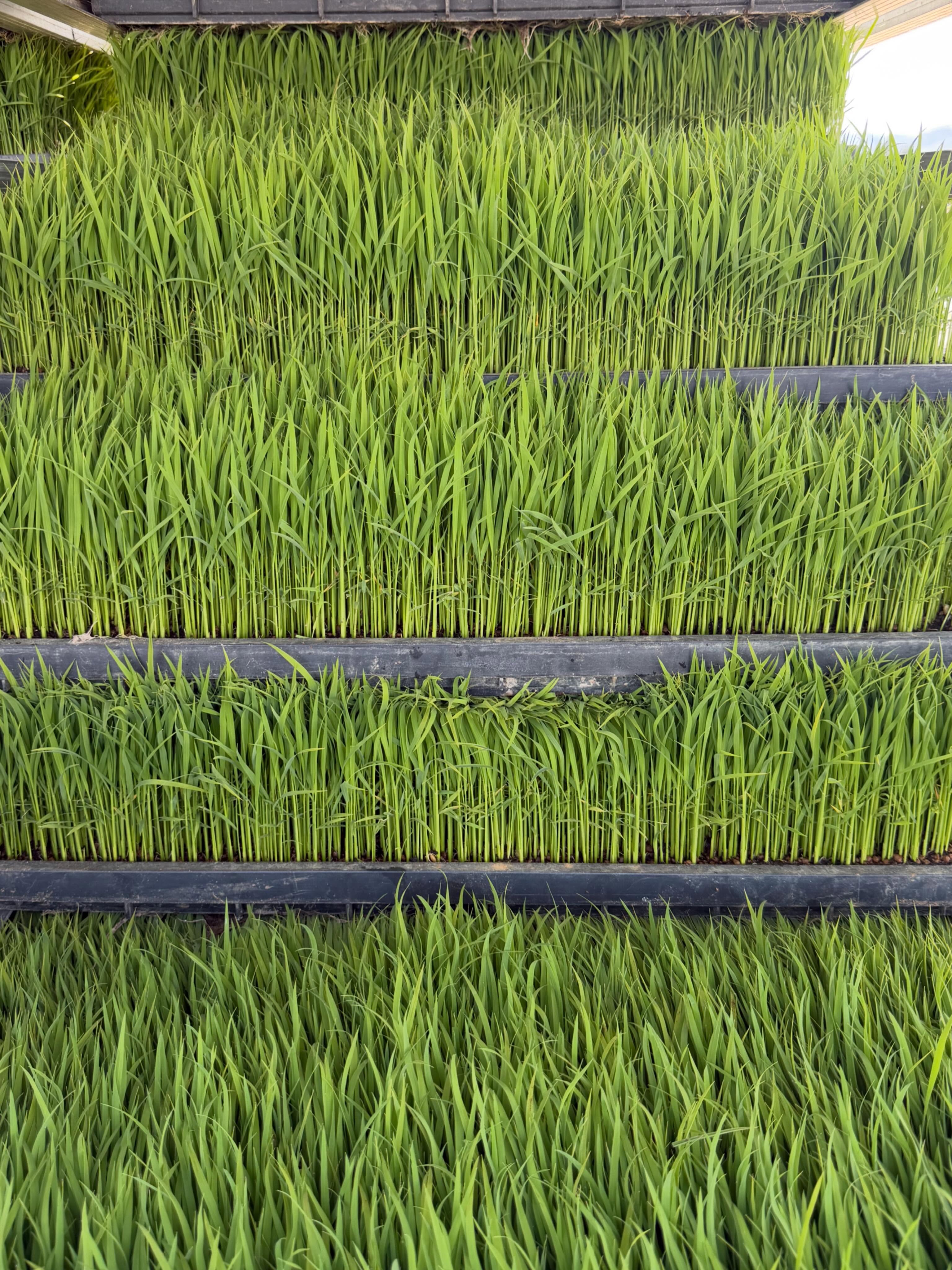 【田植え】
今年もおいしいお米が育ちますように。
天候が変なことになりませんように。
灌漑水の取り合いによる小競り合いとか無く平穏な作業が出来ますように(切実)。
#豊けき秋田 #山水みなこれ #カネマタファーム
