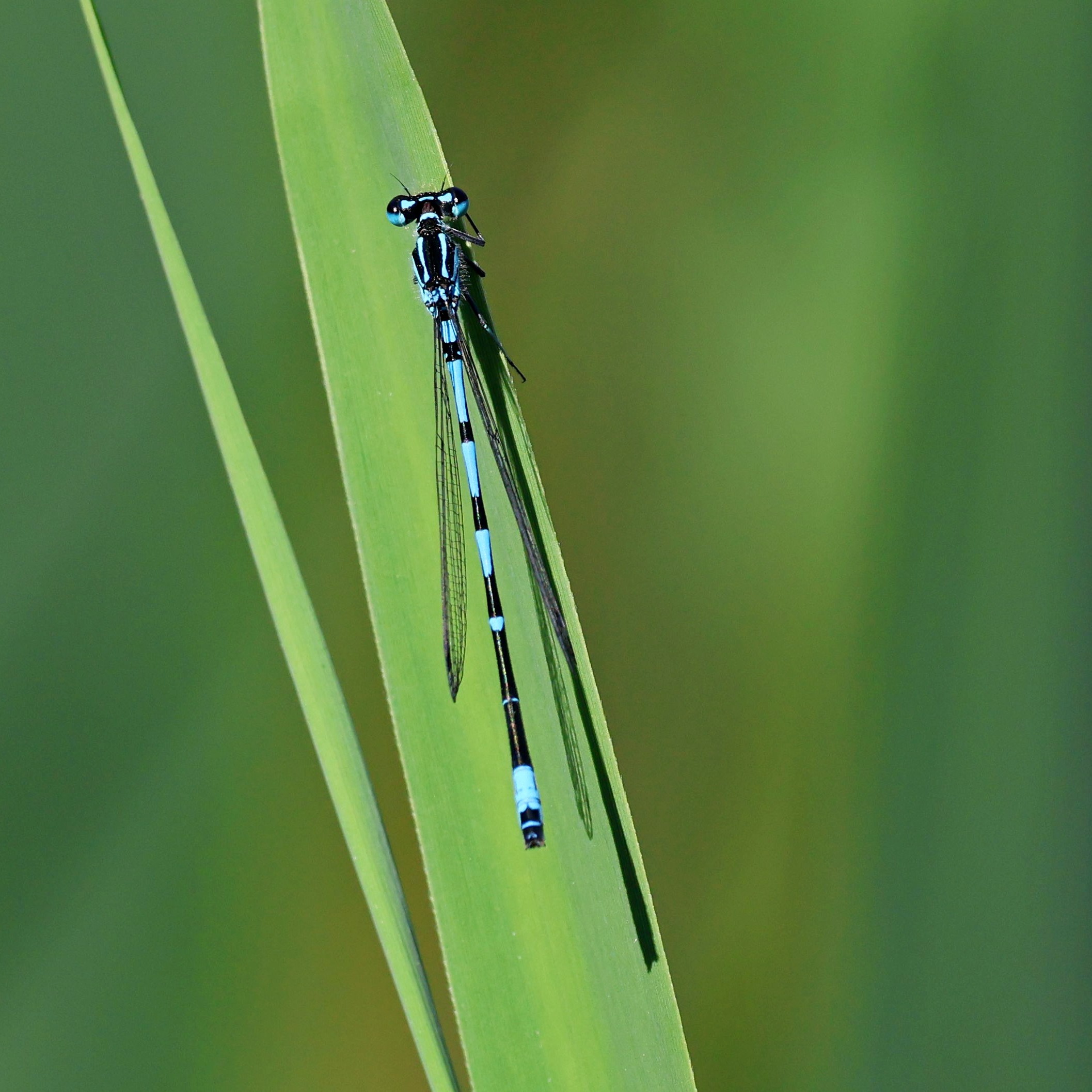 An azure bluet damselfly.
#islandwildlife #kefaloniawildlife #greekwildlife #guidedwildlifewalks #damselfly