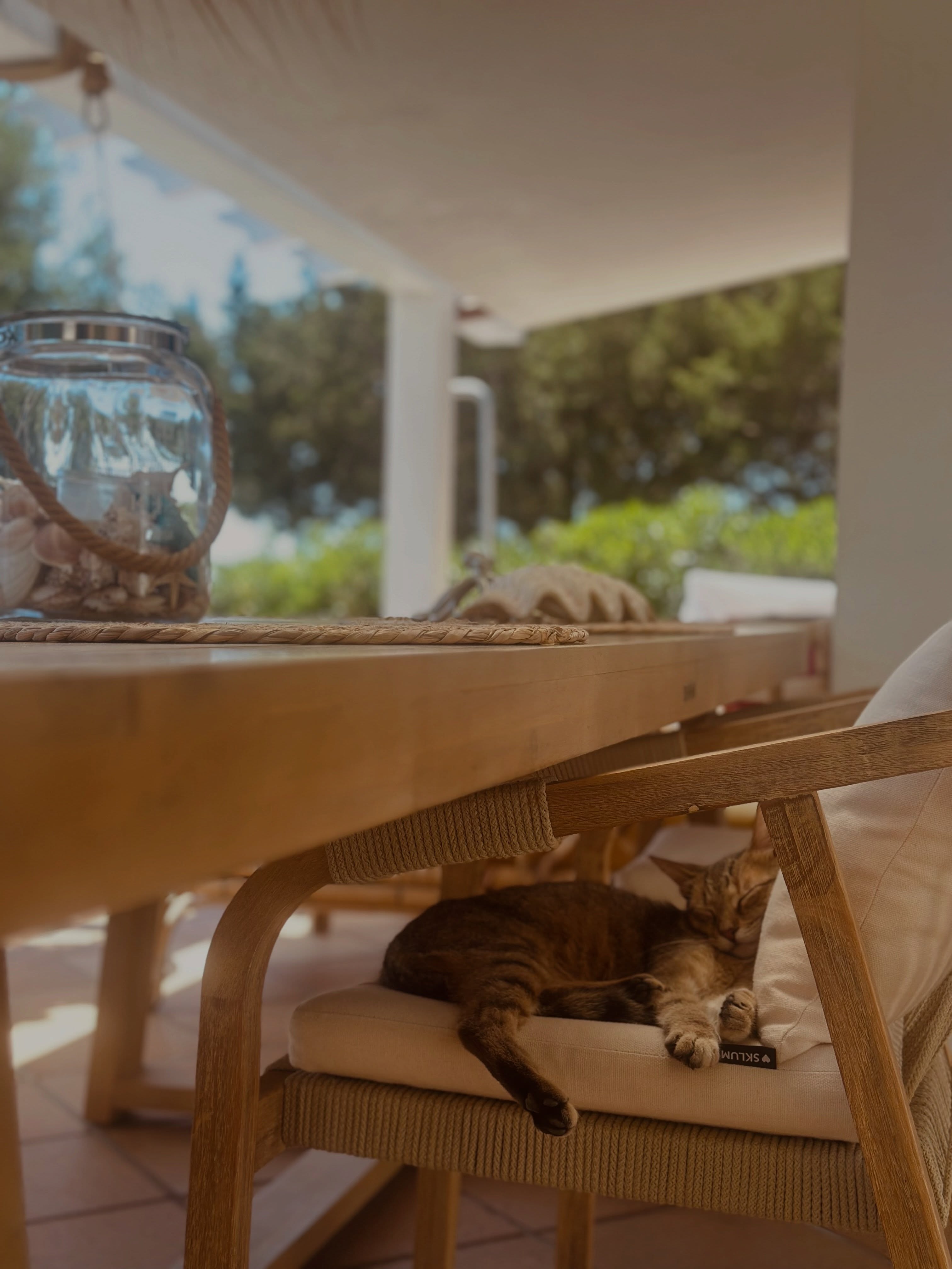 Surprise du matin…Le petit chat sauvage a adopté notre maison 🥰