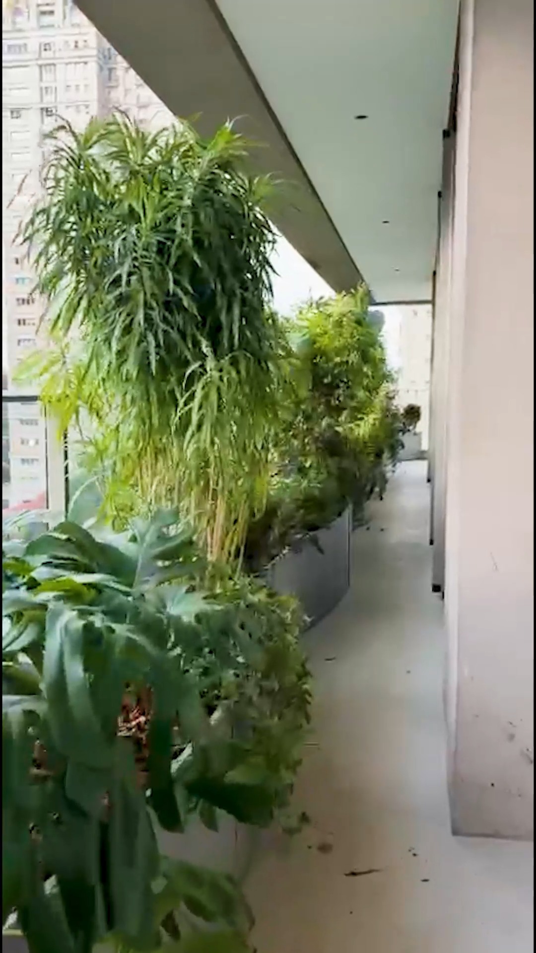 Entre a arquitetura e a paisagem, nasce um espaço de pausa e respiro ✨
O Banco Vilanova, desenhado por @odilonclaro , se integra à varanda com personalidade e funcionalidade. Ao seu redor, o jardim implantado recentemente pela equipe da Anni Verdi traz textura, volume e movimento ao ambiente.
Um projeto em que mobiliário autoral e paisagismo se encontram para transformar a experiência do espaço 🌱
Em breve, contamos mais sobre o desenho e a inspiração por trás do Banco Vilanova.