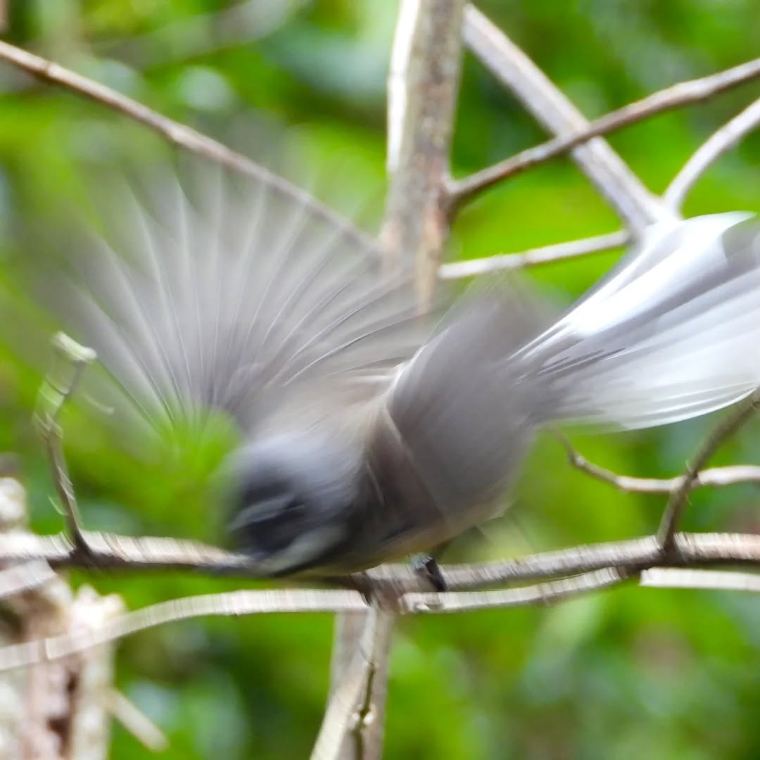 On the move, always, Piwakawaka