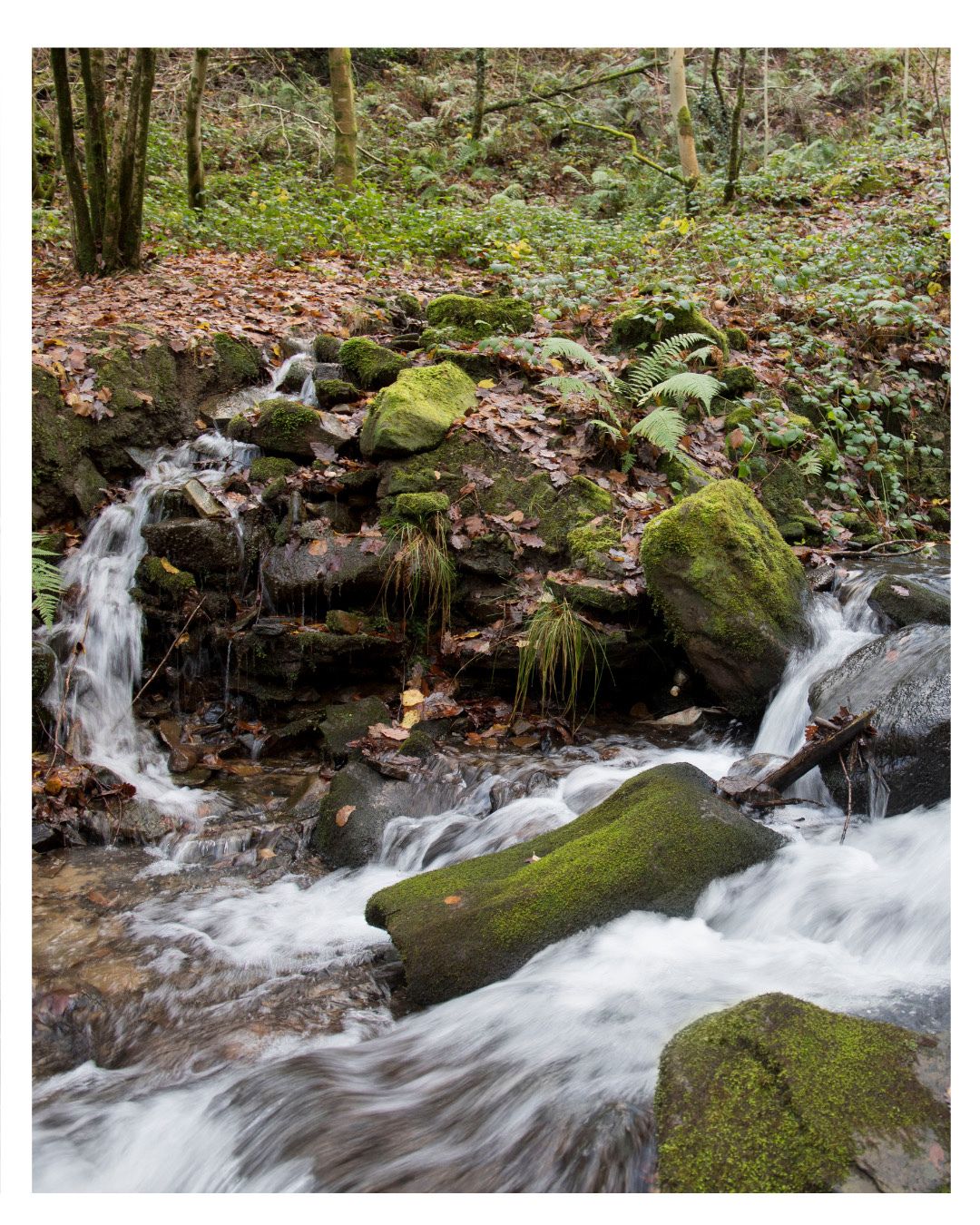 Big fan of moss and bryophytes in general, but also liked the blurring of the water :)
Camera: Fuji X-T30
Location: Wales
#moss #river #forest #naturephotography #naturewalk