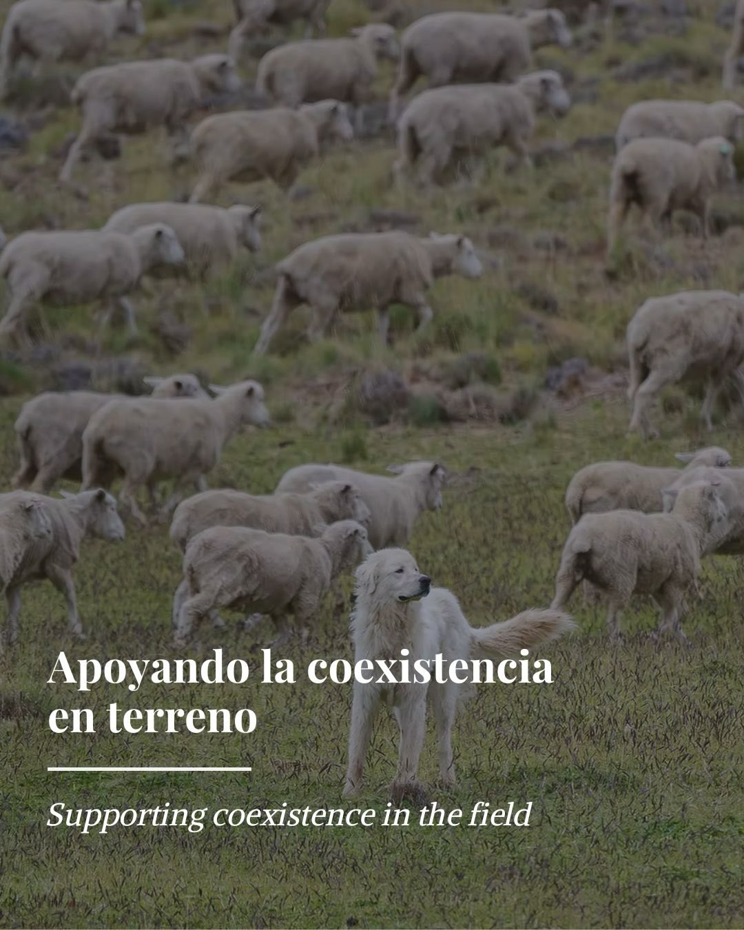 Apoyando la coexistencia en terreno 🐾
Nuestro trabajo en Cerro Guido depende del apoyo de personas que creen en la conservación dentro de paisajes vivos y productivos.
Hoy estamos impulsando un proyecto clave: la implementación de collares GPS para nuestros perros protectores de ganado. Esta tecnología nos permitirá comprender mejor su comportamiento y desplazamiento en terreno, evaluar su efectividad en la reducción de conflictos con depredadores y seguir mejorando las estrategias de protección y manejo ganadero.
Cada collar tiene un costo aproximado de USD 2.000 y representa una herramienta concreta para seguir desarrollando soluciones de coexistencia entre la vida silvestre y la ganadería en Patagonia.
Porque conservar también significa encontrar nuevas formas de convivir y proteger el territorio.
💚 Si quieres apoyar este proyecto, puedes hacerlo directamente en fundacioncgc.com. ¡Todo aporte suma!
-
Supporting coexistence in the field 🐾
Our work at Cerro Guido depends on the support of people who believe in conservation within living, productive landscapes.
We are currently advancing a key project: implementing GPS collars for our livestock guardian dogs. This technology will help us better understand their behavior and movement in the field, evaluate their effectiveness in reducing conflicts with predators, and continue improving livestock protection and management strategies.
Each collar costs approximately USD 2,000 and represents a concrete tool for continuing to develop coexistence solutions between wildlife and livestock in Patagonia.
Because conservation also means finding new ways to coexist and protect the territory.
💚 If you would like to support this project, you can do so directly at fundacioncgc.com.
Gracias @nomade.pet por el apoyo 🙏🏼