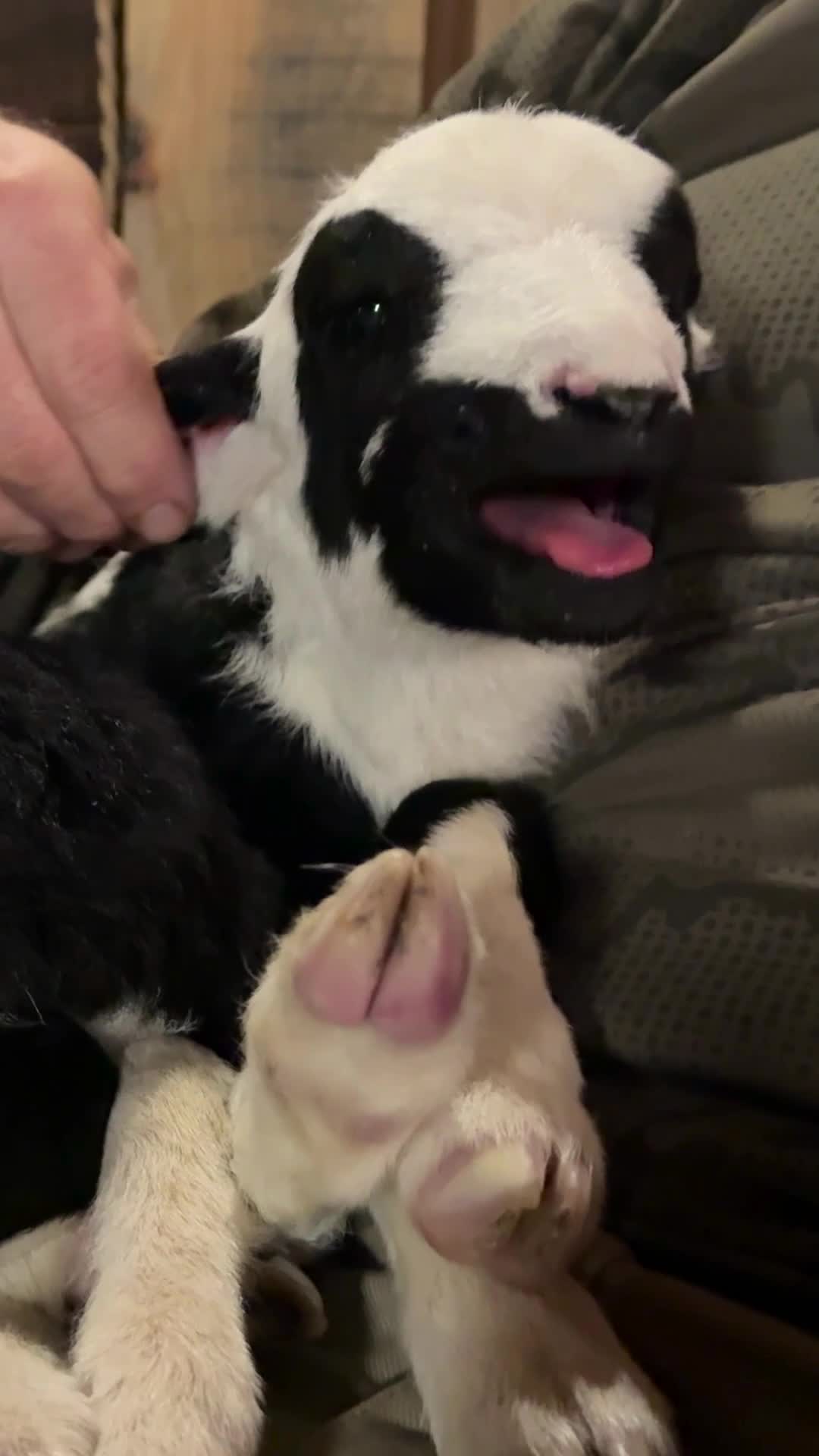 Unleashing her inner melody! 🎤✨
ㅤ
#lamb #farm #farmlife #farming #animals #homestead
