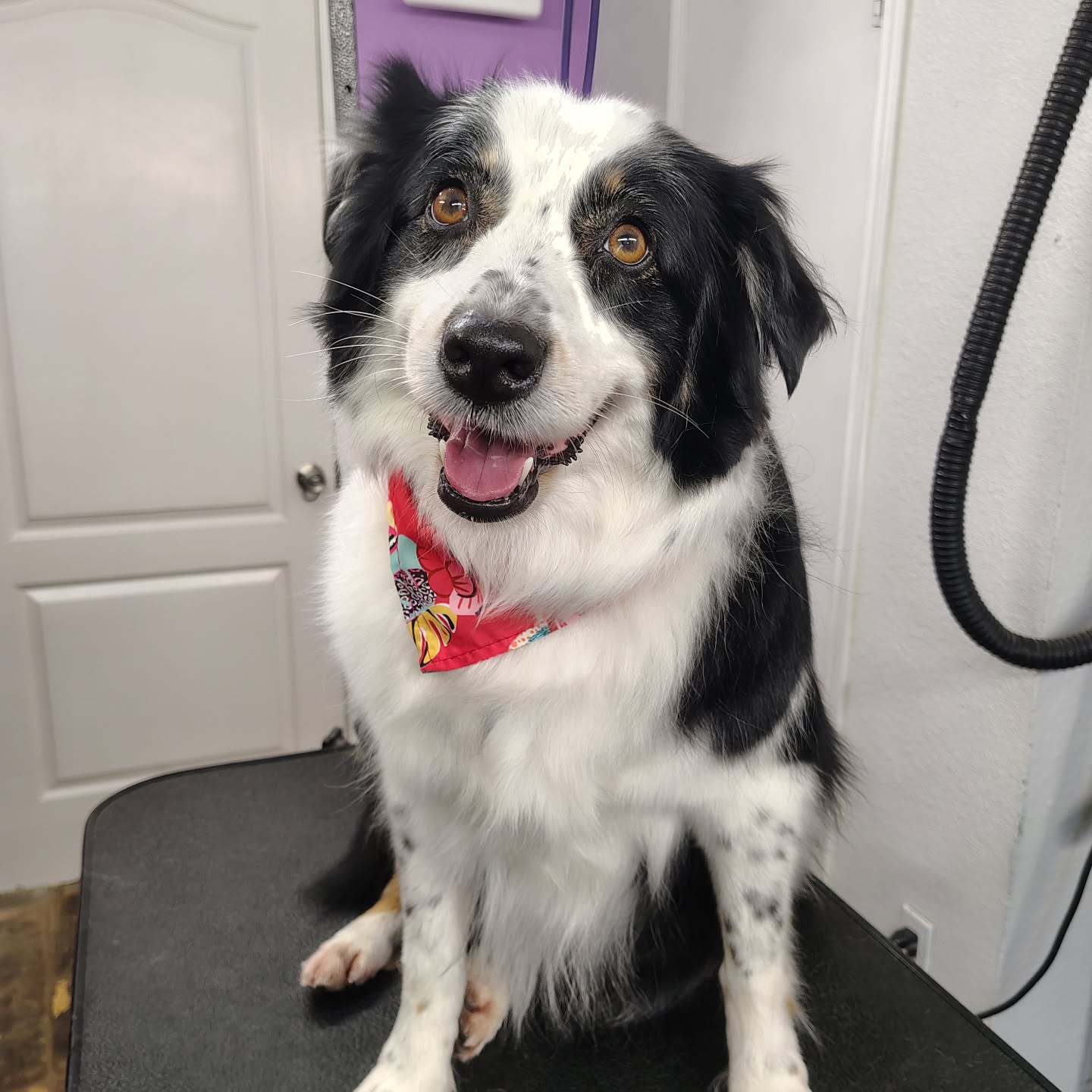Lily always leaves feeling so much lighter and more comfortable after her relaxing deshedding treatment ✨🐾 Soft coat, less shedding, and one very happy pup.
#deshedding #luxurydoggrooming #dogspa #sanmarcostx #happydog