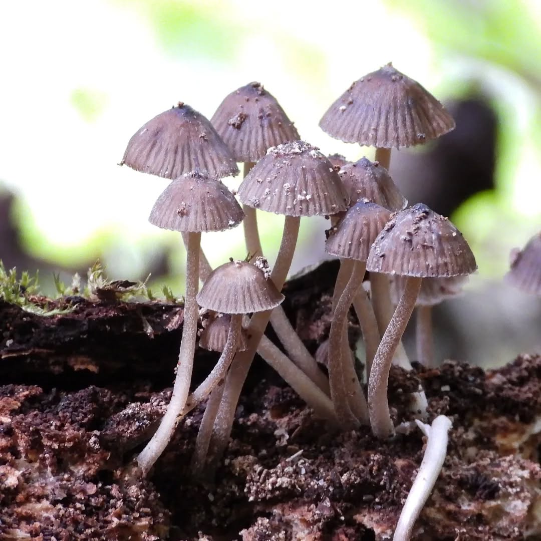 It's fungi eason!