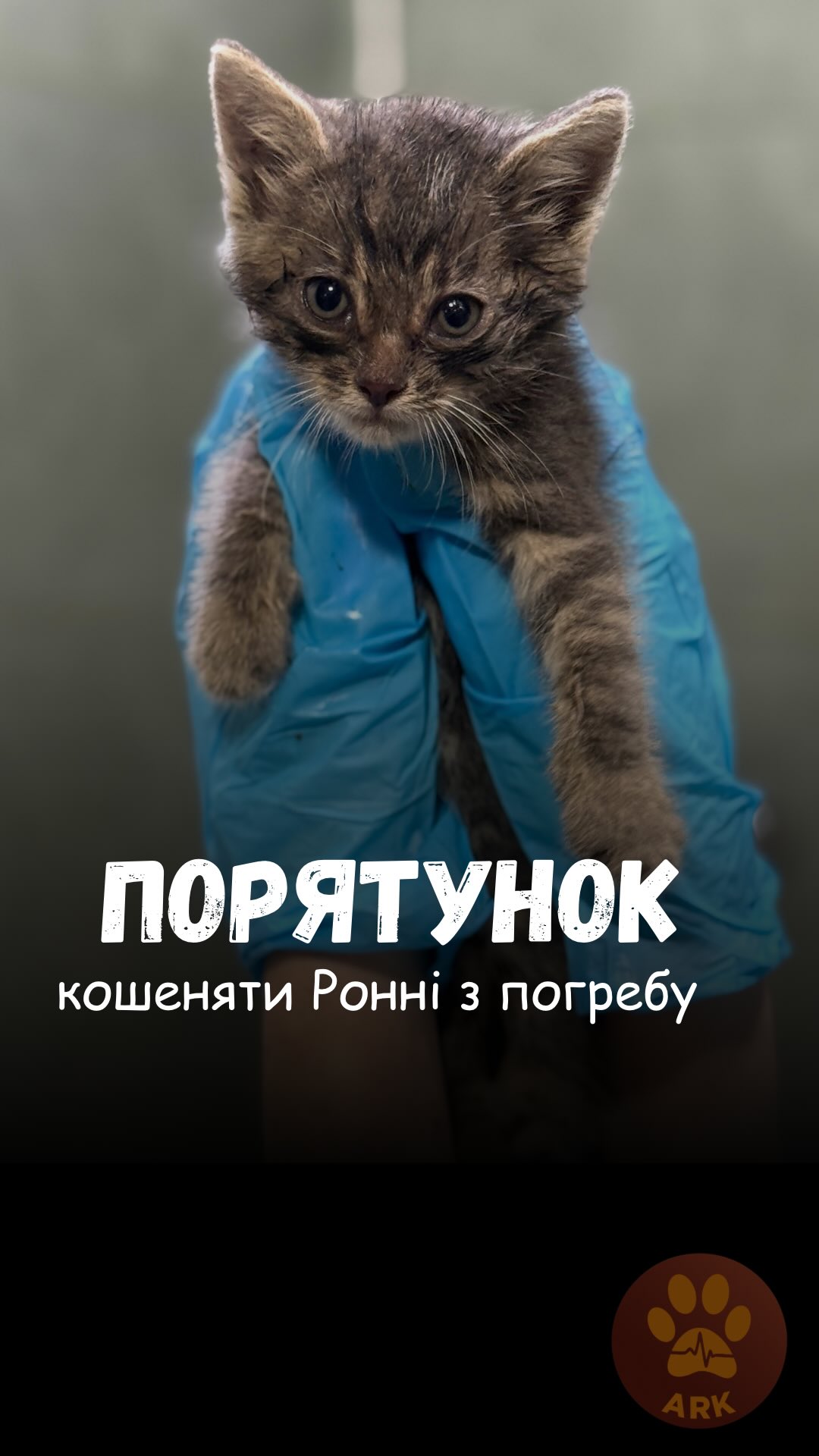Ось так відбувався порятунок маленького кошенятка Ронні з погребу (⬇️ENG)
Кошенятко знайшла місцева жителька, коли гуляла з собакою. Почула, як маленький кричить про допомогу.
Дівчина попросила в ARK нашої допомоги в його порятунку.
Ми визволили маленького менше, ніж за годину і доставили до нашої клініки ARK.
Зараз Ронні отримує необхідний догляд у нашій клініці ARK.
Це хлопчик, йому близько місяця.
Він дуже любить увагу та обожнює, коли йому чешуть животика)
Зараз робимо йому всі необхідні процедури для відновлення та підтримки імунітету. Після повного відновлення, Ронні можна буде всиновити в родину.
Хай життя переможе все!
Зробити донат можна за посиланням у біо чи в коментарях 👉
This is how the rescue of little Ronnie the kitten from a basement unfolded.
A local resident found the kitten while walking her dog. She heard the little one crying for help.
The girl asked ARK for help rescuing him.
We freed the little one in less than an hour and brought him to our ARK clinic.
Now Ronnie is receiving all the necessary care at our ARK clinic.
He is a boy, around one month old.
He loves attention and absolutely adores belly scratches :)
Right now, we are providing all the necessary treatment and support for his recovery and immune system. After a full recovery, Ronnie will be ready to be adopted into a loving family.
May Life overcome everything!
You can make a donation via the link in our bio or in the comments 👉
