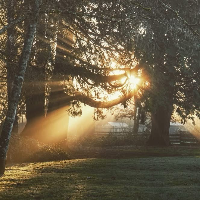 Morgonljuset faller aldrig över världen av misstag. Det söker sig alltid till det som fortfarande lever.
Träden frågar inte om vägen.
De står kvar genom stormar, vintrar och mörker, för de vet något människan ofta glömmer. Att ljuset alltid återvänder. 💫
Kanske är livet inte meningen att förstås hela tiden. Kanske är det meningen att kännas. Och kanske är själen som morgonen. Tyst innan den vågar lysa. ☀️
#godmorgon #nydag #natur#nature