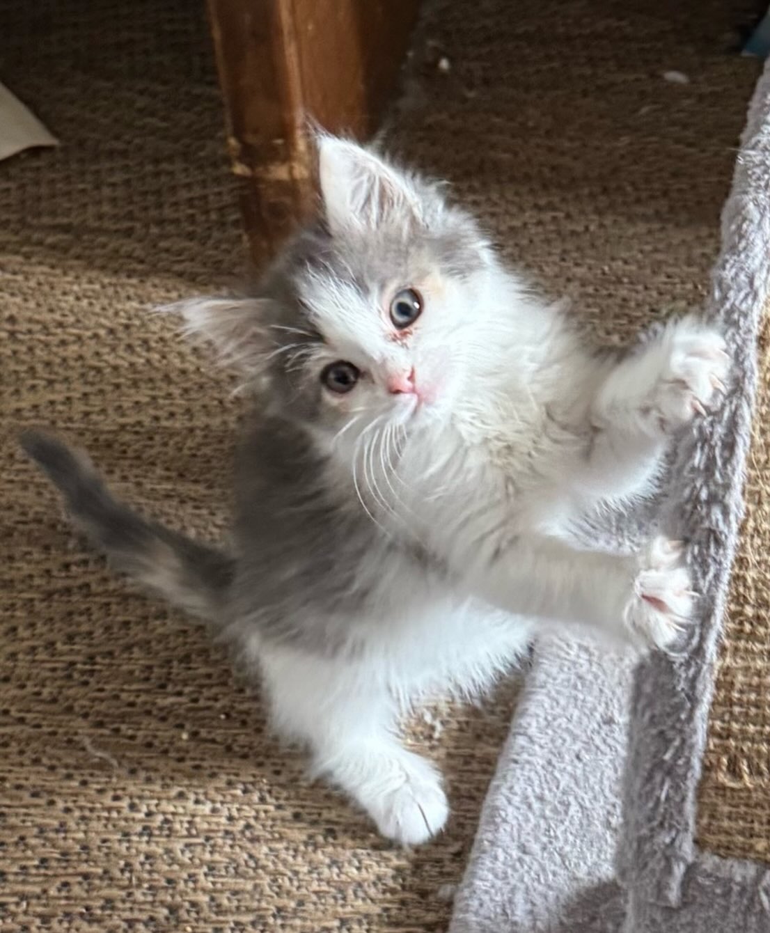 Marie is a 10 week old Dilute Calico. She is super sweet.