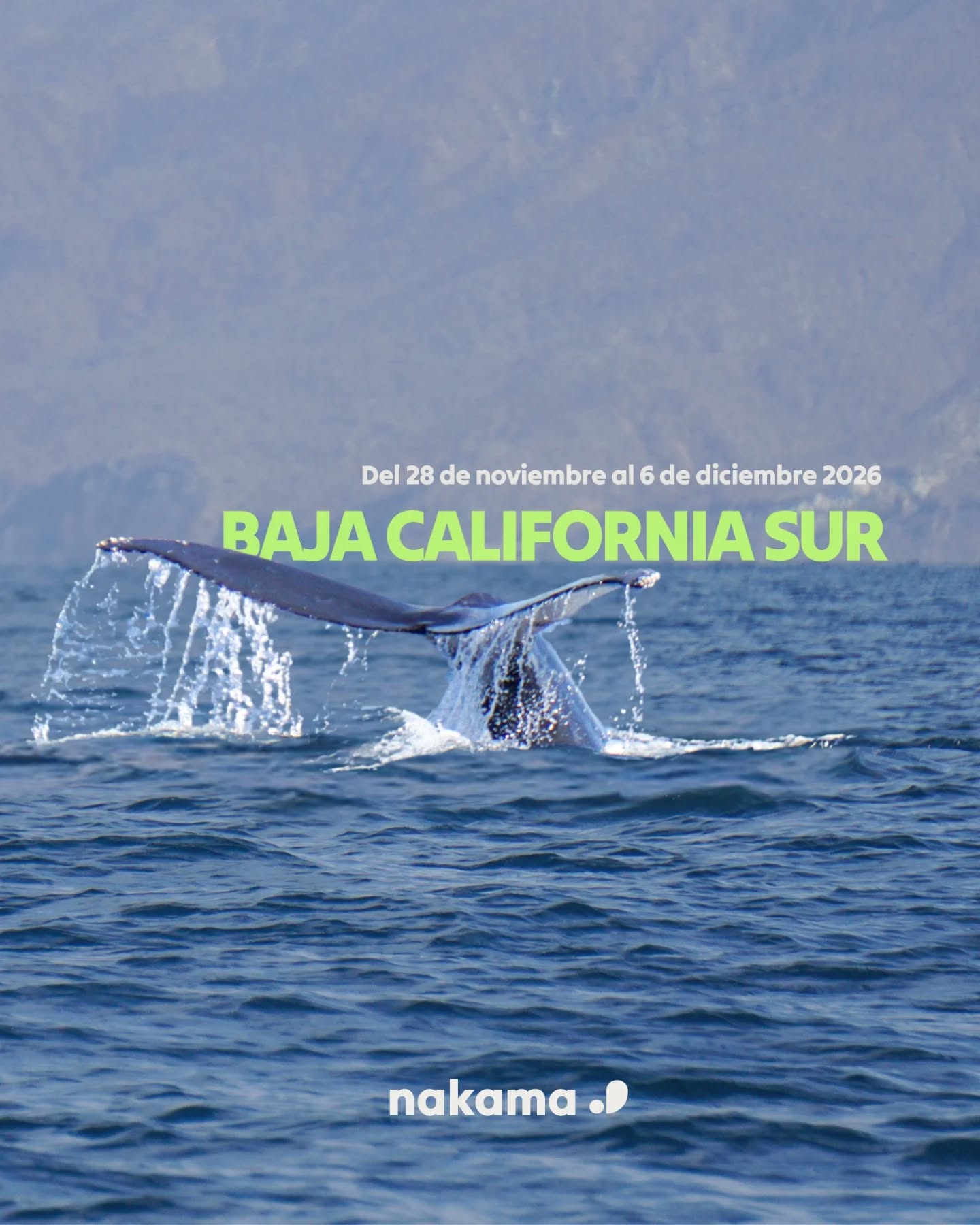 Este viaje es para cuando sientes que necesitas algo diferente.
🌊 Salir de la rutina
🌊 Cambiar de ritmo
🌊 Y hacerlo acompañada, con un grupo que busca lo mismo que tú.
Y es que a finales de noviembre en Baja California Sur es una de las épocas más especiales del año.
Es cuando el océano está más activo. Cuando la vida marina se mueve, se concentra… y pasan cosas.
¿Y si esta vez sí te atreves a hacer ese viaje que llevas tiempo imaginando?
Escríbenos y te pasamos toda la info, no te quedes sin tu plaza. Plazas limitadas‼️
#sardinerun #bajacaliforniasur #mexico #snorkel #buceo