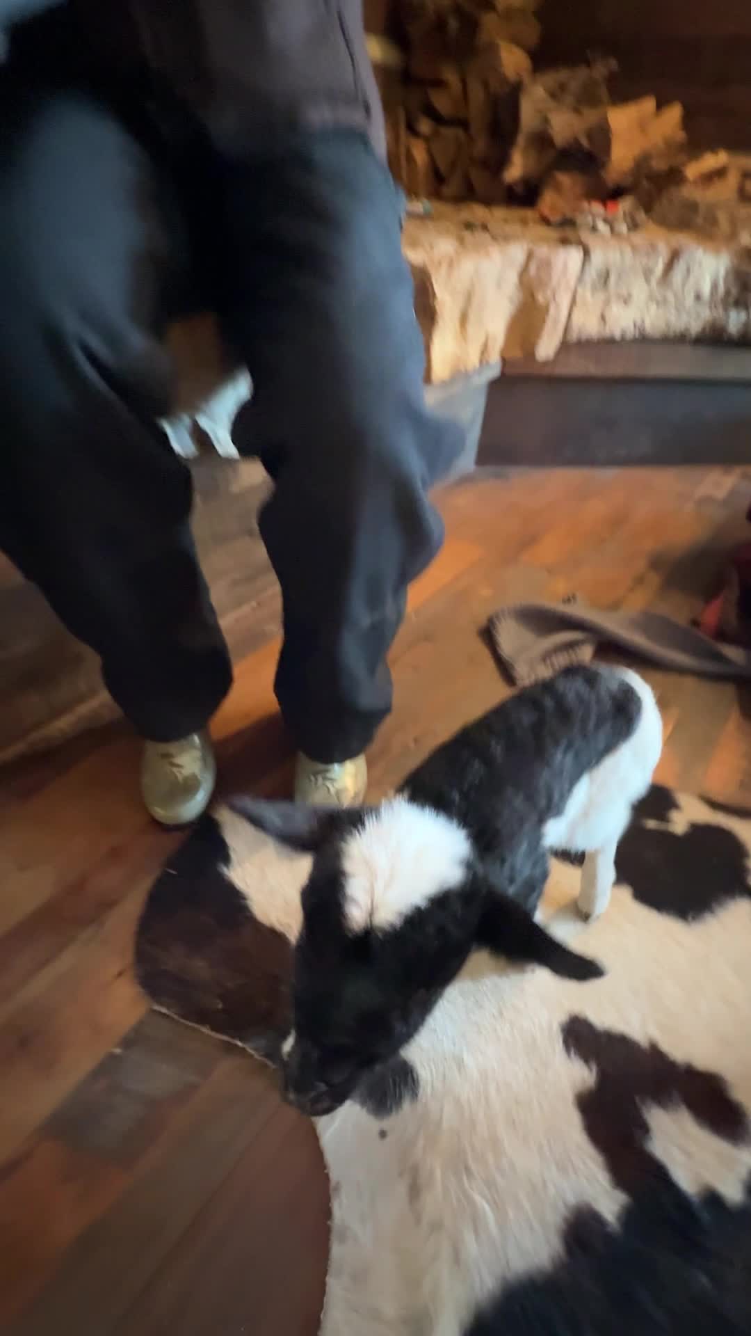 Warming up our fluffy little lambs by the fire, turning up the cozy cuteness! 🐑🔥✨
ㅤ
#lambs #sheep #animals #farm #farmlife #farmanimals #homestead