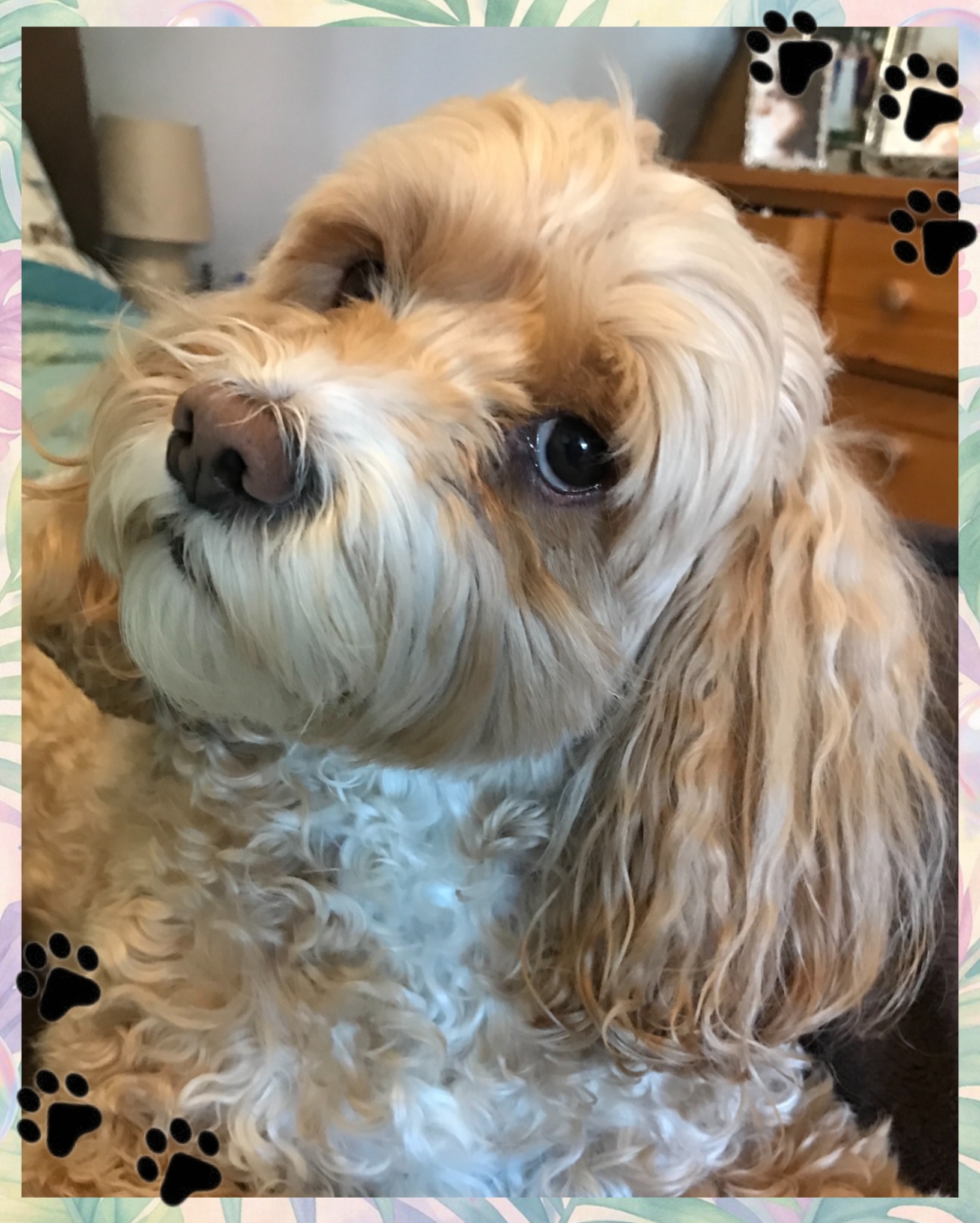💔🐾
Some dogs leave a mark on your heart that never fades.
We say goodbye to two of our long-time clients, Django and Reggie, both hit such a tremendous age!
As groomers, we are lucky enough to see dogs throughout every stage of their lives. We watch them grow older, celebrate their good days, learn their little quirks, and look forward to seeing them every few weeks. Over the years, they become so much more than clients—they become part of our lives.
Losing a dog you’ve groomed for years is never easy, and we feel forever grateful when owners let us know what has happened and why we haven’t seen them in a while instead of wondering if they are still with us.
We feel privileged to have been a small part of their journeys. With Django travelling to us all the way from Bristol and his mum always pleased with his Knine Glow up, and always joking with Reggie’s mum saying he’s going to live forever at every appointment. These moments will be missed!
Thank you for the years of bonding, trust, and memories, boys. You will be missed and remembered always. ❤️🌈
Run free, Django and Reggie. 🐾✨
#ForeverInOurHearts #RainbowBridge #KnineDogStudio #DogGroomerLife #gonebutneverforgotten
