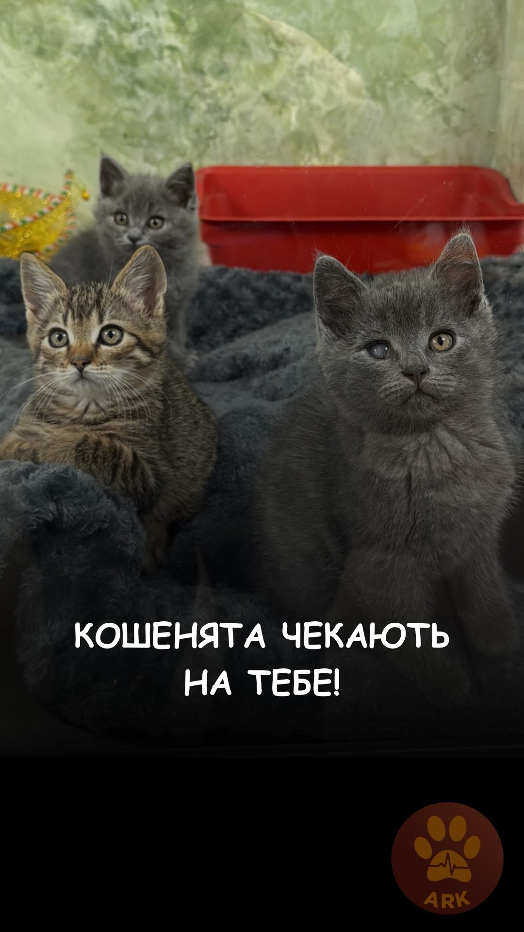Чекаємо всіх бажаючих, хто планував і не планував усиновити кошеня 😁 (⬇️ENG)
Бо у нас їх вистачить на всіх 😎
Зараз чи не щодня до нас приїжджають кошенята з евакуації, від військових, врятовані небайдужими людьми.
Малюки на будь-який колір і смак.
Це все маленькі діти, які дуже хочуть гратися, хочуть уваги, людського тепла.
Вони дуже чекають на своїх люблячих господарів !
Контактний номер:
+380664008942 (WhatsApp / Viber / Telegram)
(Дзвонити можна з 14 до 16)
Зробити донат можна за посиланням у біо чи в коментарях 👉
We’re waiting for everyone who planned — and even those who didn’t plan — to adopt a kitten 😁
Because we have enough kittens for everyone 😎
Right now, almost every day, kittens arrive to us from evacuations, from the military, and rescued by caring people.
Babies of every color and personality.
They’re all little kids who just want to play, crave attention, and human warmth.
They are patiently waiting for their loving families!
Contact number:
+380664008942 (WhatsApp / Viber / Telegram)
(Calls from 2 PM to 4 PM)
You can make a donation via the link in our bio or in the comments 👉