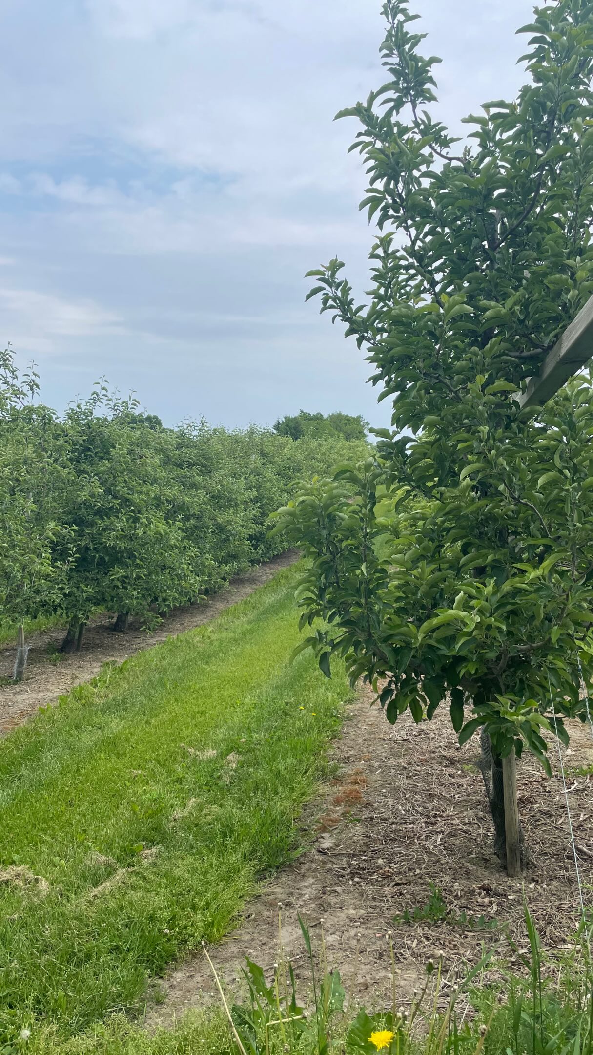Approximately 40% of global crops are lost each year from pests & diseases. 📉
Pest control is crucial to protect crops from destructive organisms such as plum curculio. 🍎
Pest management helps farmers protect crop health, improve crop yields, & maintain food quality while reducing economic losses.
Pest control plays a vital role in strengthening food security, supporting farm profitability, & ensuring a reliable food supply for communities.
To learn more about agriculture, visit the link in our bio 🔗