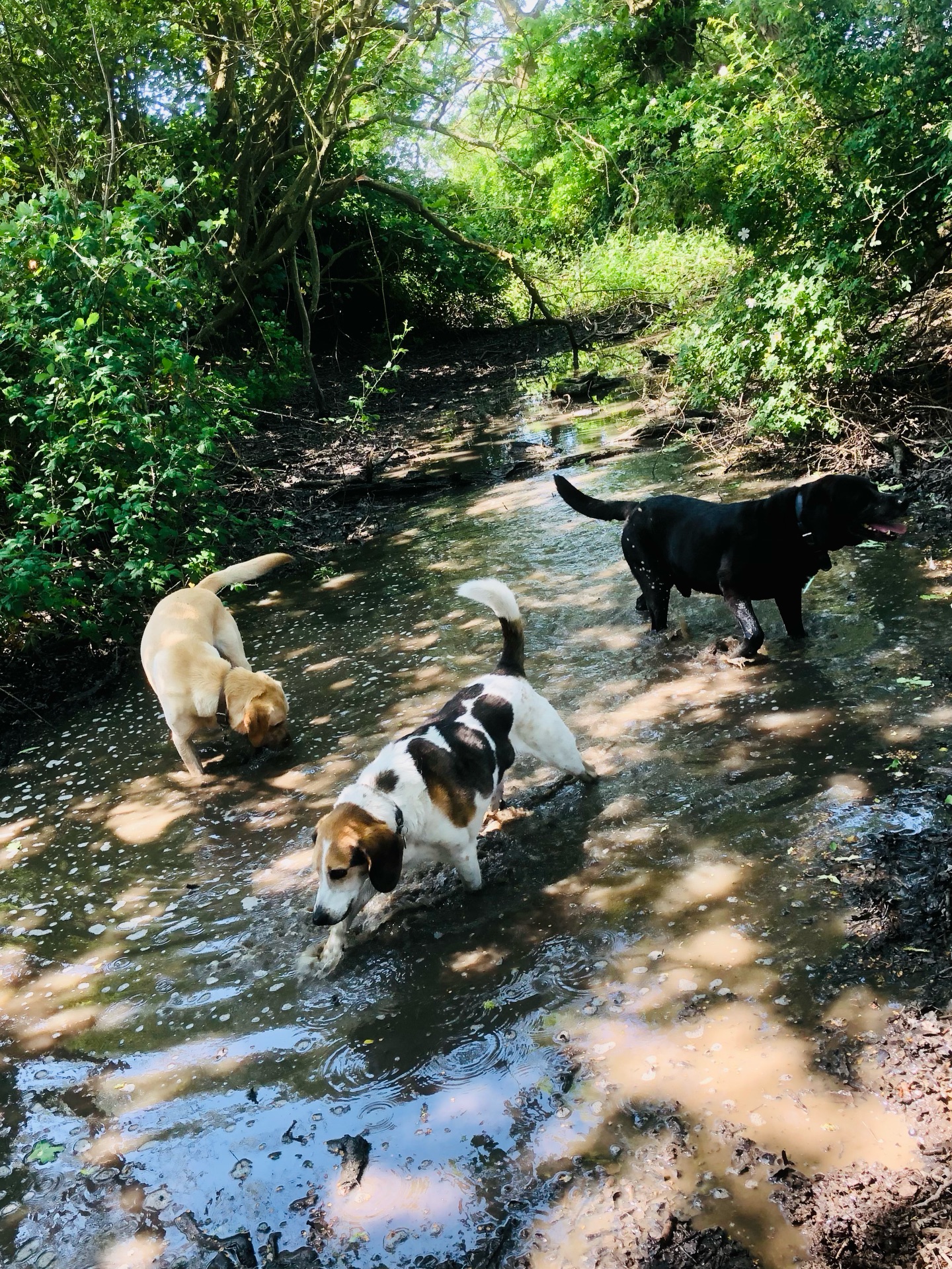 Keeping cool! 😎
If your dog would like to have a walk with us then contact us at www.ardendogwalking.co.uk and check out our half-day experience.
#ullenhall #tanworthinarden #hockleyheath #henleyinarden #dog