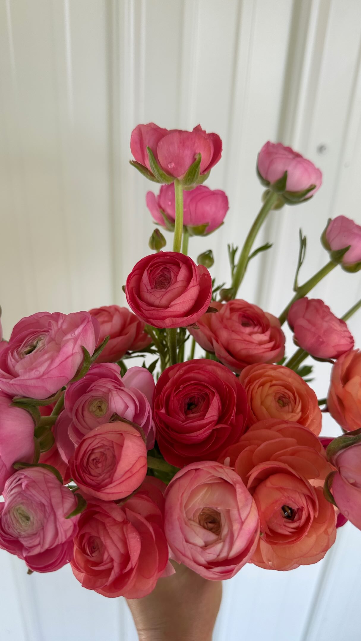 Ranunculus and Anemones are the dreamiest focal flowers for early wedding season, as Riley Green sings “change my mind!” 🤍🤍🤍
#weddingseason#ranunculus#michiganflowerfarm#floraldesign#rileygreen