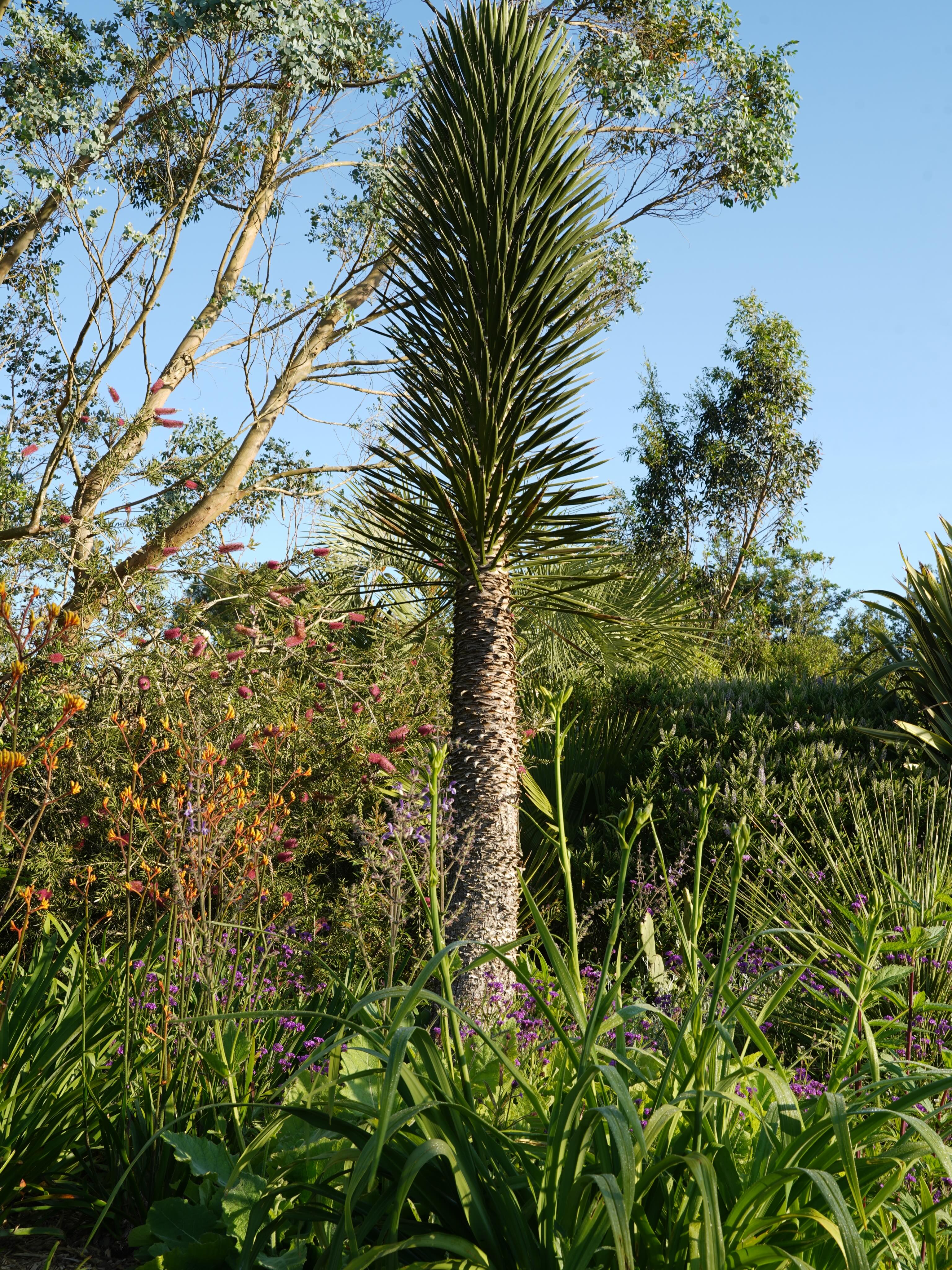 Le jardin oriental ouvert sur les Pyrénées est le plus grand des 8 jardins après canopée; la partie tropicale
🌱palmiers yuccas cactées ponctuent la perspective entre rosiers sauges callistemons eucalyptus et anigozanthos
Jardin des barthes classé remarquable un des plus beaux jardins de nouvelle Aquitaine 15mn d’ Hossegor 30mn Biarritz
#jardinremarquable #jardinexotique #palmier #nouvelleaquitaine #tropicalplants