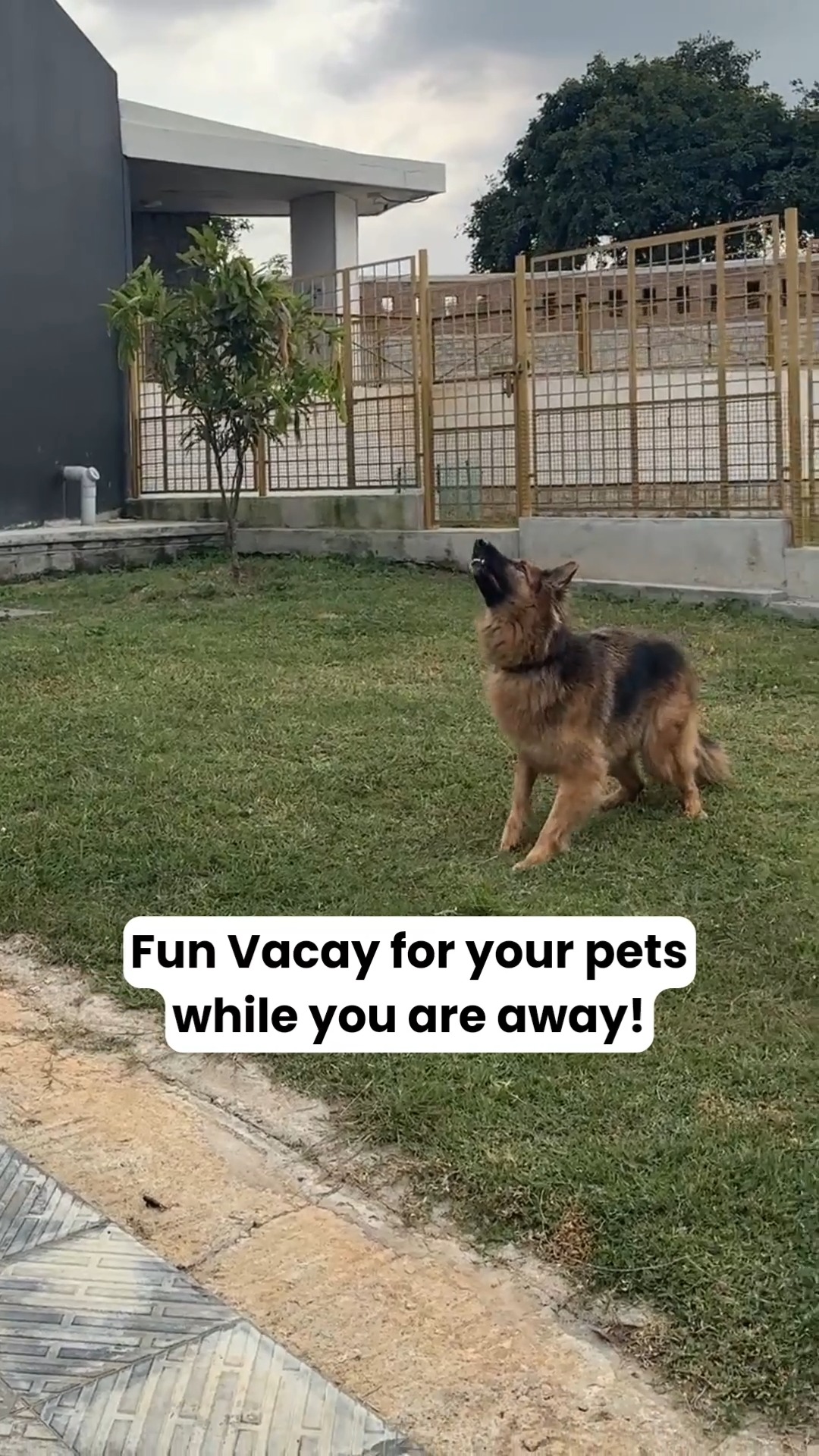 Treat your pets to a PAWsome pet boarding experience only with Cessna Pet Retreat!
Call us on 76196 364627 today to know more!