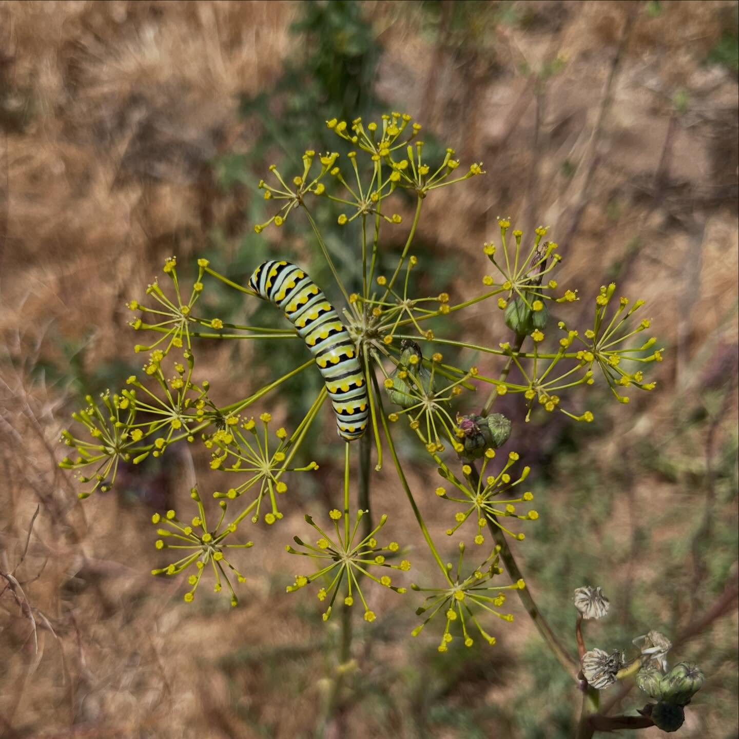 some transitions happening here at sff 🐛🦋🐣🧄