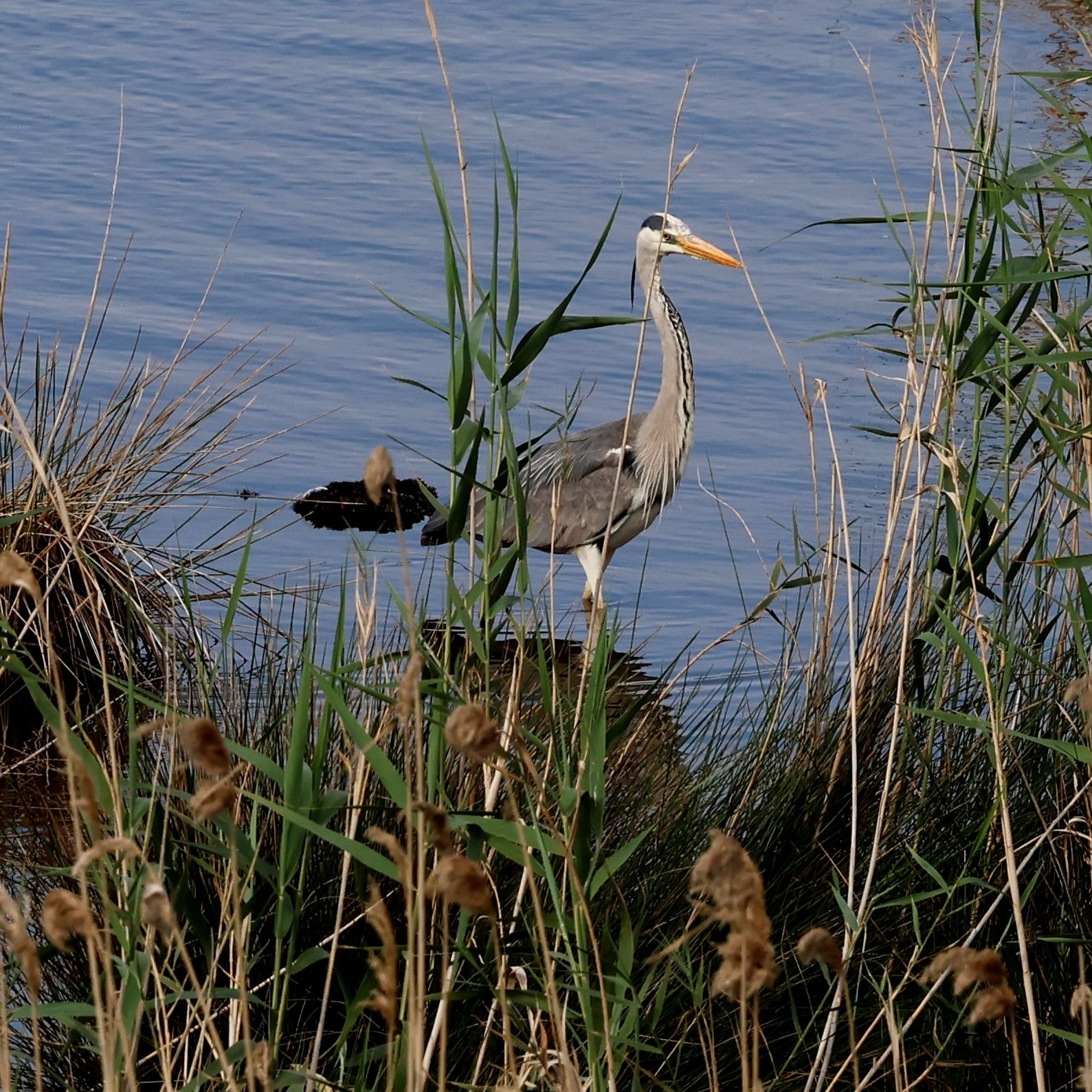 A grey heron at Livadi.
#islandwildlife #kefaloniawildlife #greekwildlife #guidedwildlifewalks #birdlovers