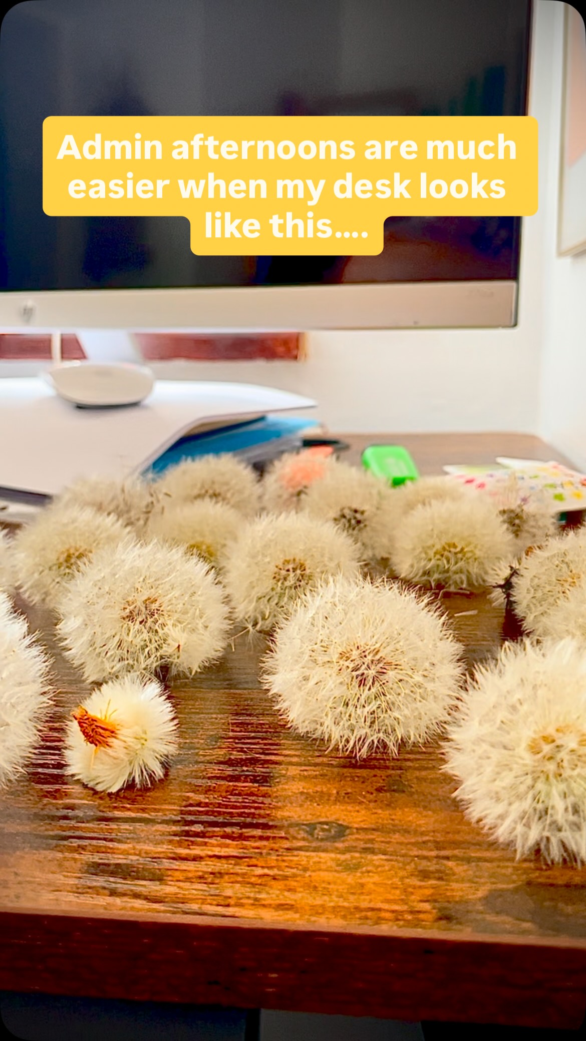I picked some closed dandelion heads during a busy period of work out in the woods last week- this afternoon I returned to my desk to find them open and their beauty waiting for me- a perfect ‘welcome back’ note from nature 💚