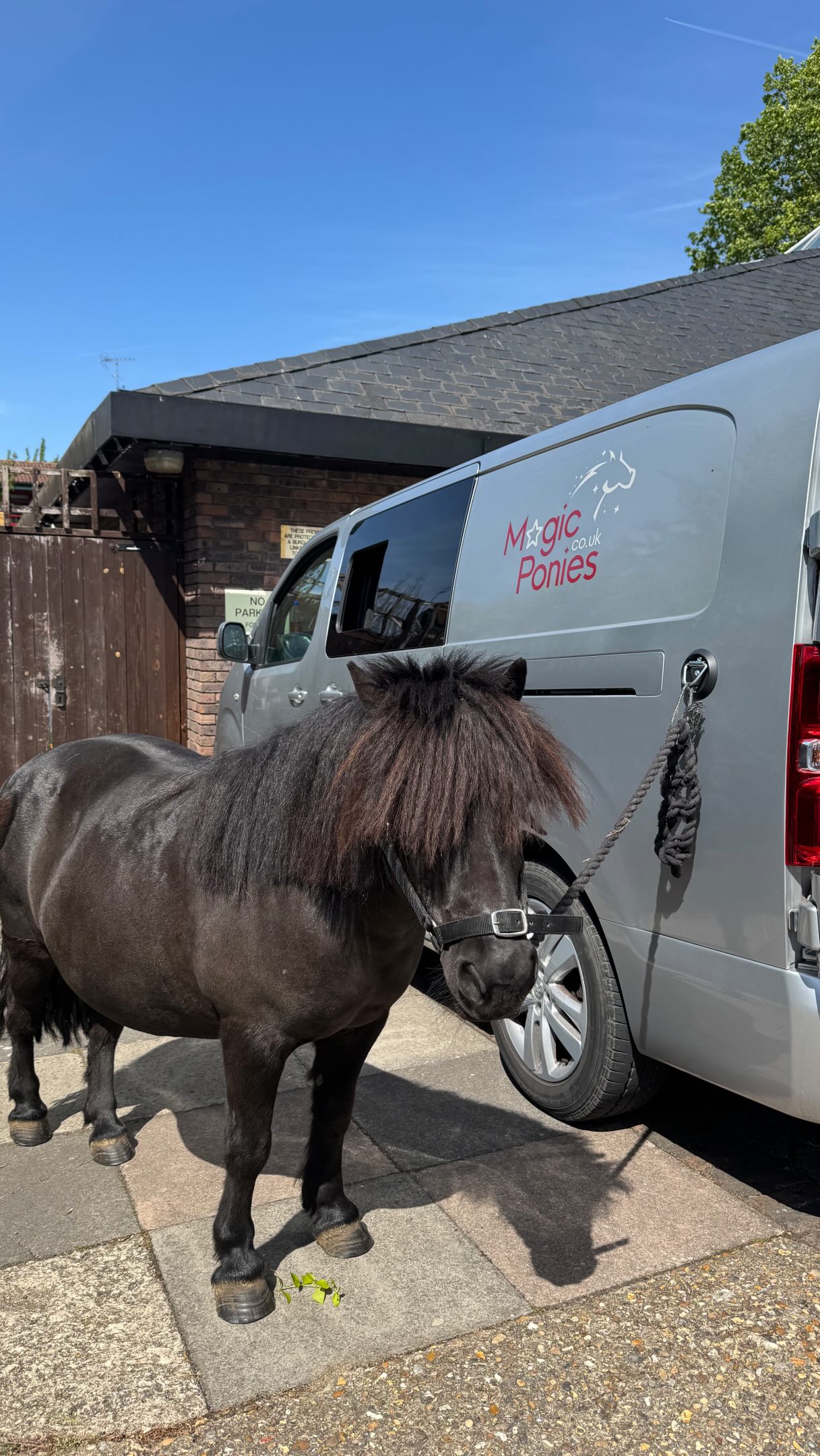 Ice lollies for the win on a heatwave bank holiday weekend! 🍭🐴🌞