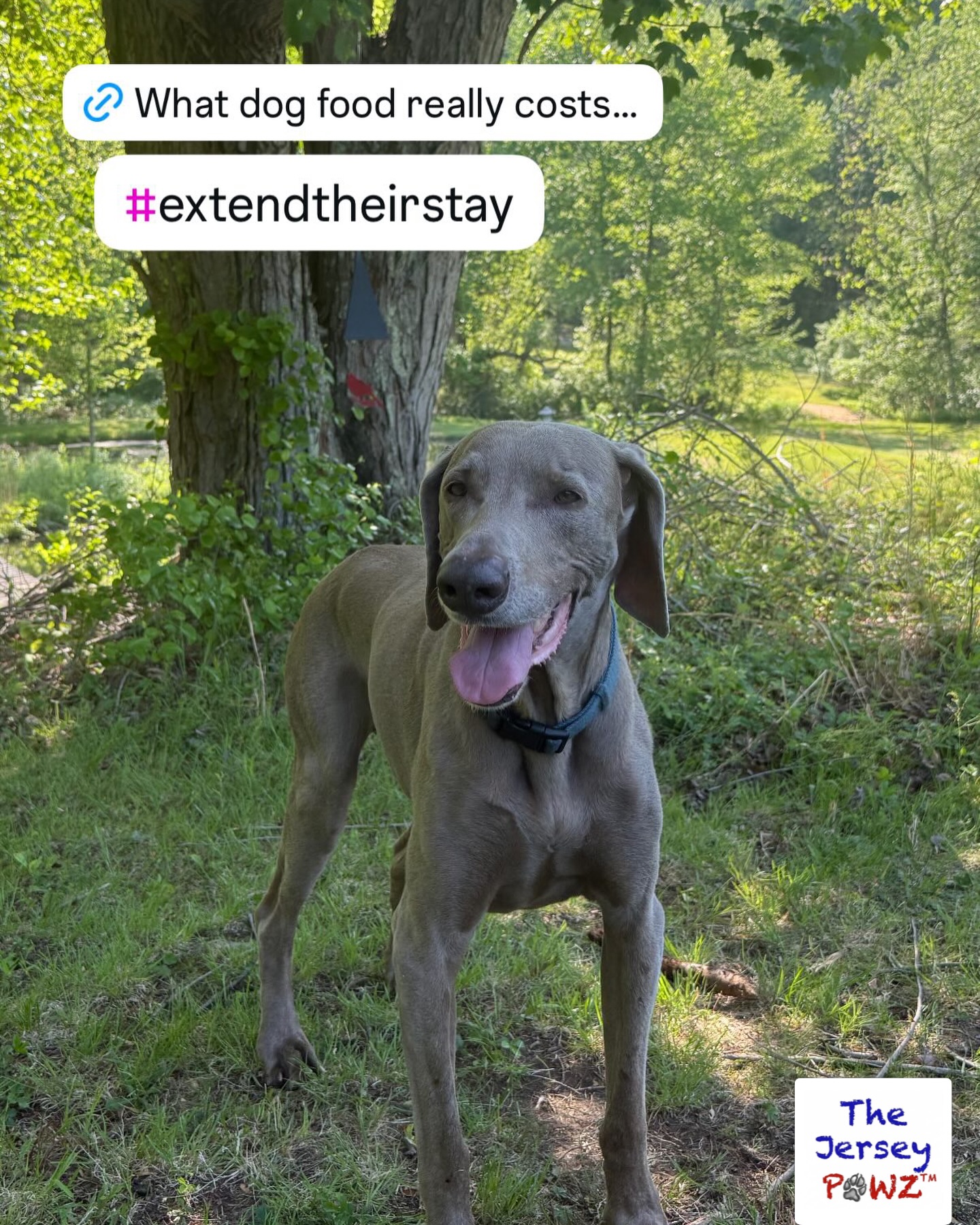 New Blog Post: (https://www.thejerseypawz.com/post/an-ounce-of-prevention-is-worth-a-pound-of-cure) discussing the costs which pet parents face for nutrition and veterinary care. #ExtendTheirStay #FeedThemFresh #MadeInNewJersey #ShopLocal