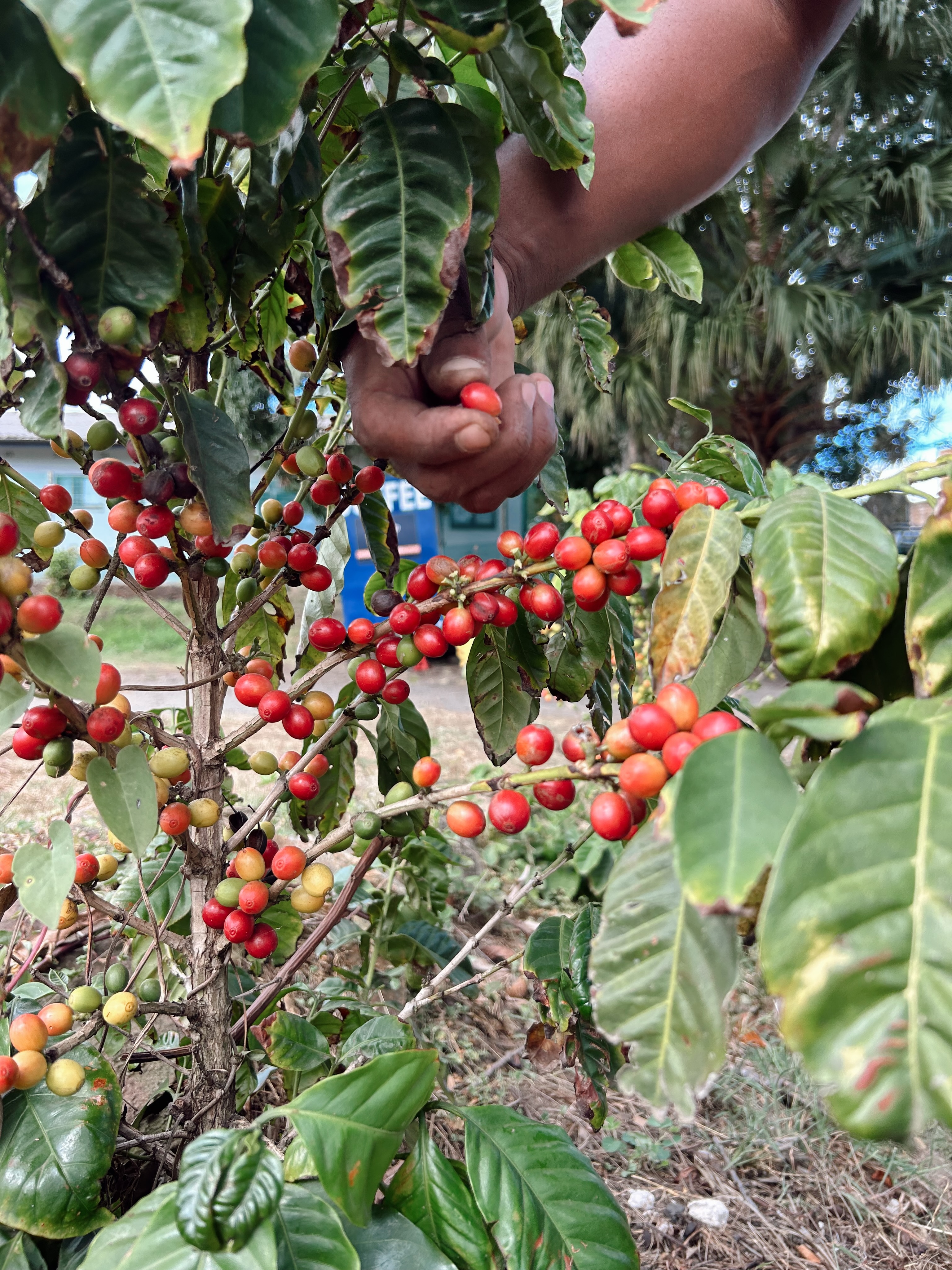 Where quality begins - one cherry at a time 🌿
#quality #cherry #coffee #kzn #instagood