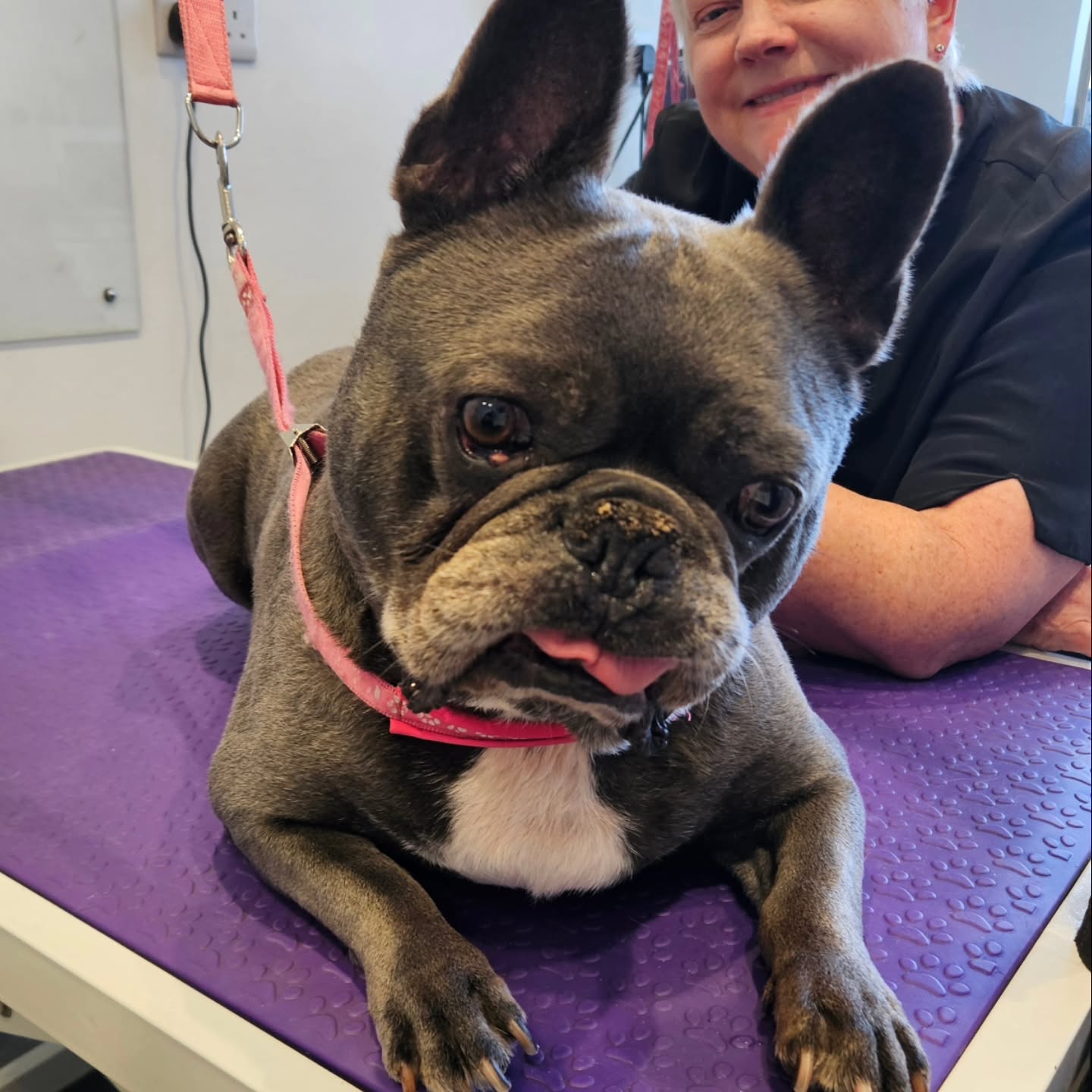 Welcome Buzz, a gorgeous frenchie who needed a good bath and brush, and what a gentleman π πΎ
#groominglife #groom329 #suttongroomer #dogsofinstagram