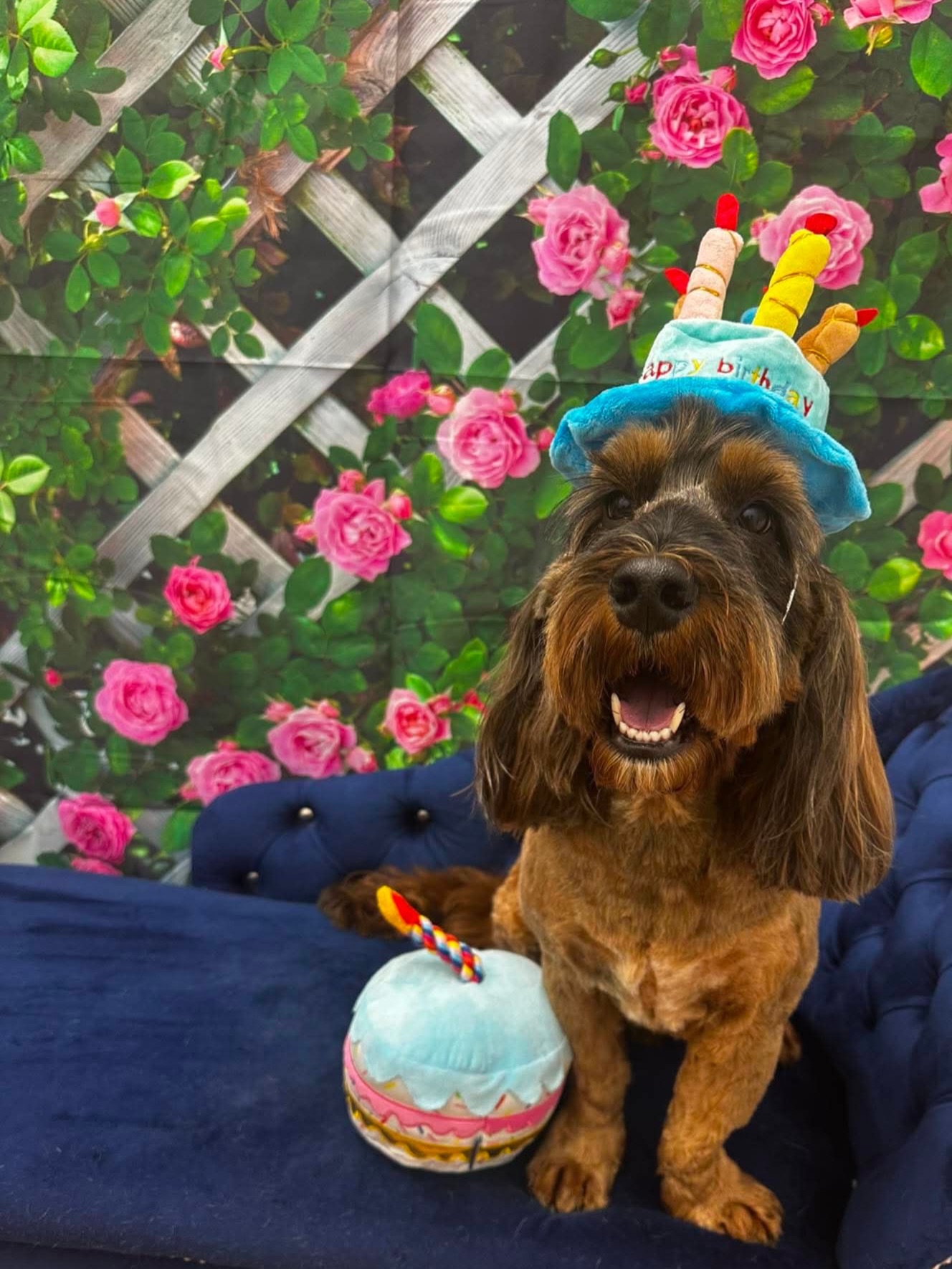 Happy birthday to the lovely Benson. Looking very dapper for his birthday celebrations! 🥳 Love from team Royals 👑