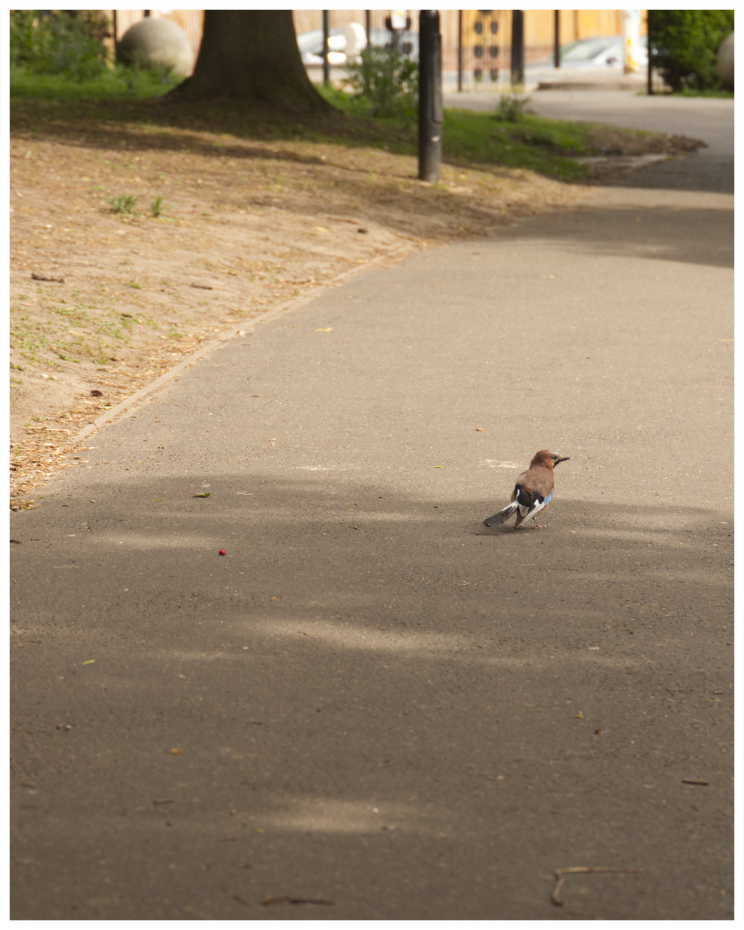 There was a really chill Jay in Chapelfield Park yesterday! ✨
Camera: Canon 6D mII
Location: Chapelfield Park, Norwich
#Birding #naturewalk #naturephotography #nature #corvids