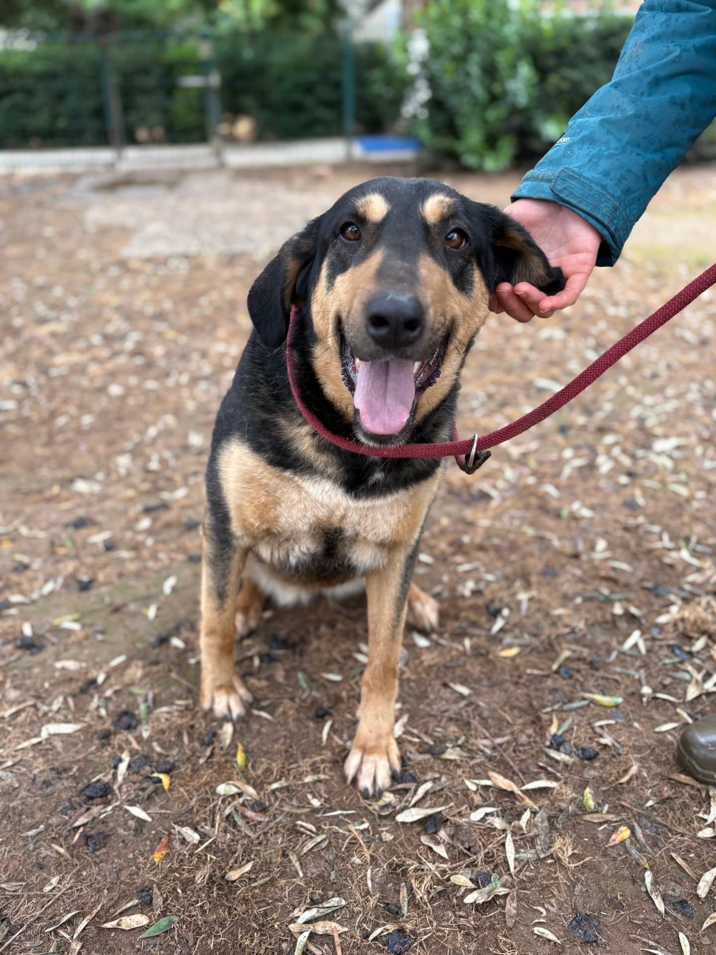Nikki is such a good girl, who keeps on being overlooked due to her size... Could you offer her the loving home she so deserves?
Find out more about Nikki on our website www.melezdogrescue.com/nikki