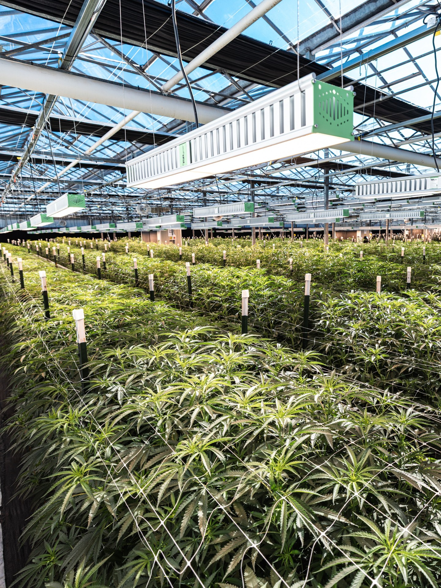 This is where it all starts. Strong genetics, greenhouse-grown plants, and consistent quality from batch to batch. ☀️