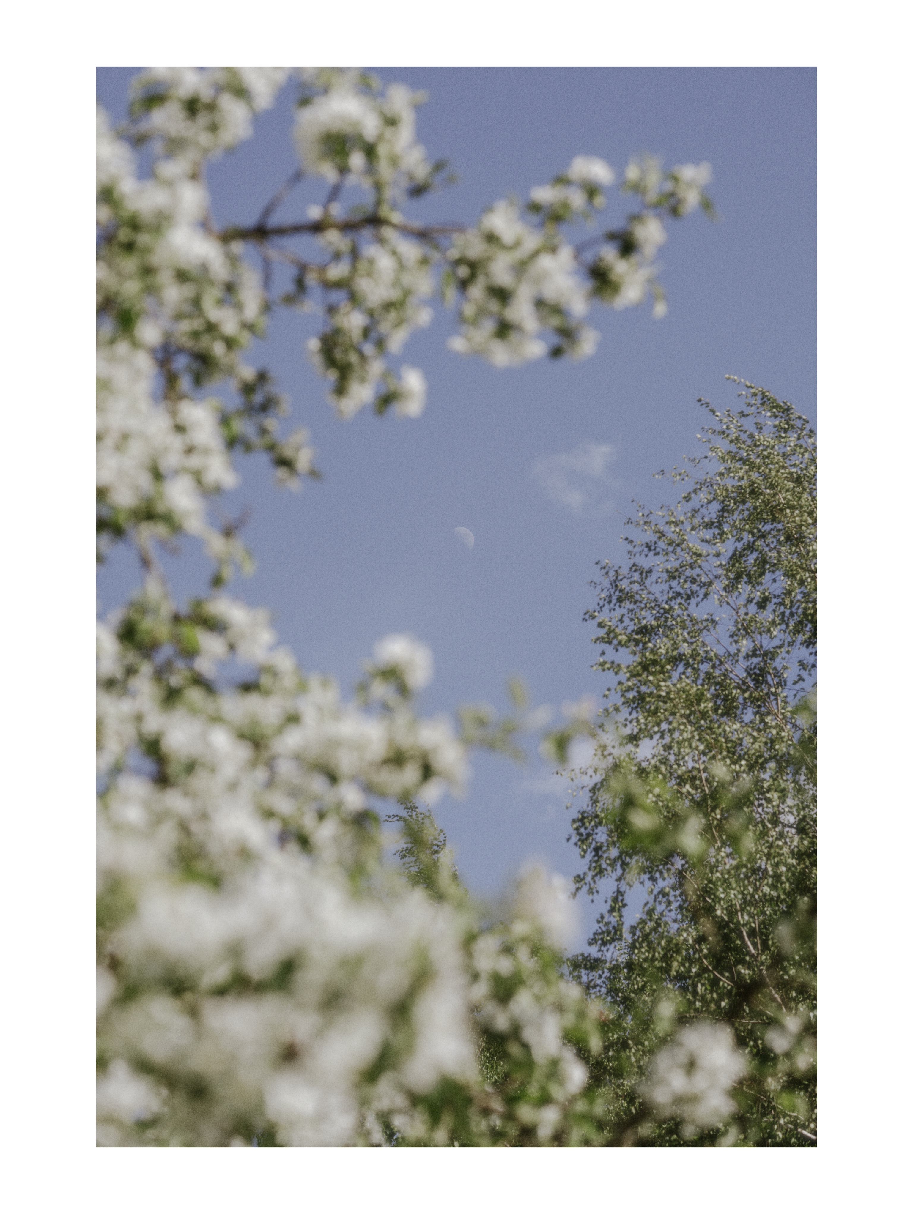 Bloom season 🤍🌛
